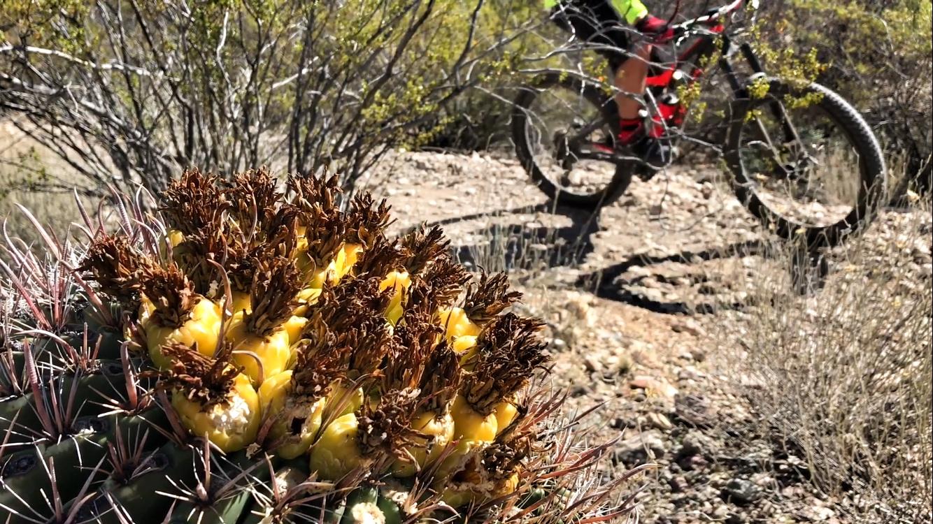 A close-up view of a cactus with yellow fruit and brown, dried flower remnants, set against a blurred background of a mountain biker riding on a rocky trail. The scene captures the natural landscape, showcasing both the unique flora and the outdoors activity. Fantasy Island mountain bike trail.