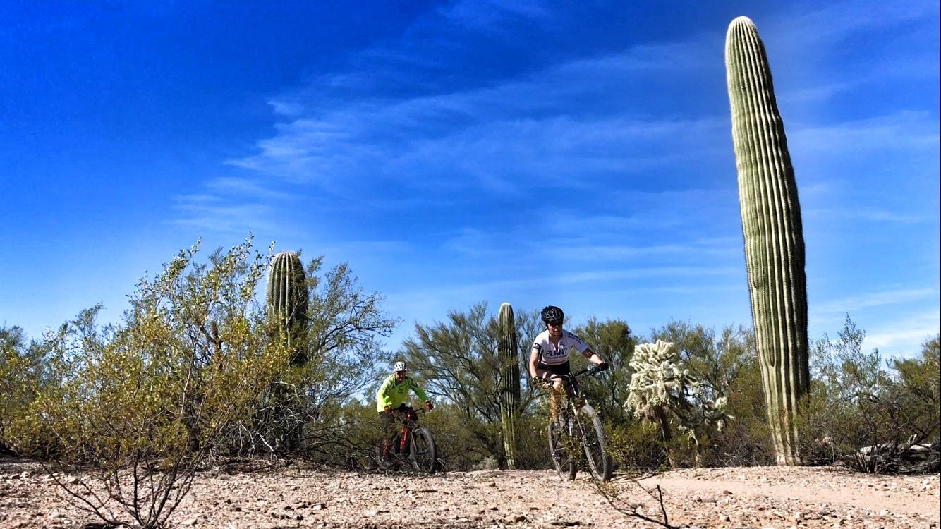 Two mountain bikers ride along a trail in a desert landscape, surrounded by cacti and desert vegetation under a clear blue sky. Fantasy Island mountain bike trail.