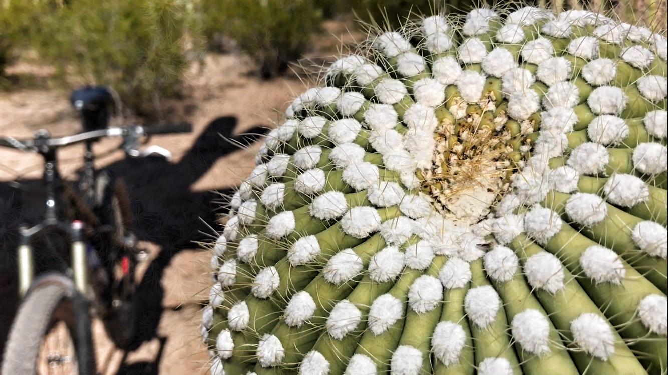 A close-up view of a cactus with fuzzy white spines, showcasing its unique texture and patterns. In the background, a shadowy silhouette of a bicycle is visible, set against a natural landscape with greenery. Fantasy Island mountain bike trail.