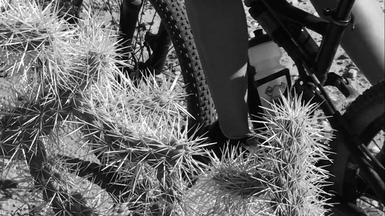 A close-up view of a mountain bike next to a spiky cactus in a desert landscape, with focus on the bike tire and water bottle, set against a monochrome background. Fantasy Island mountain bike trail.