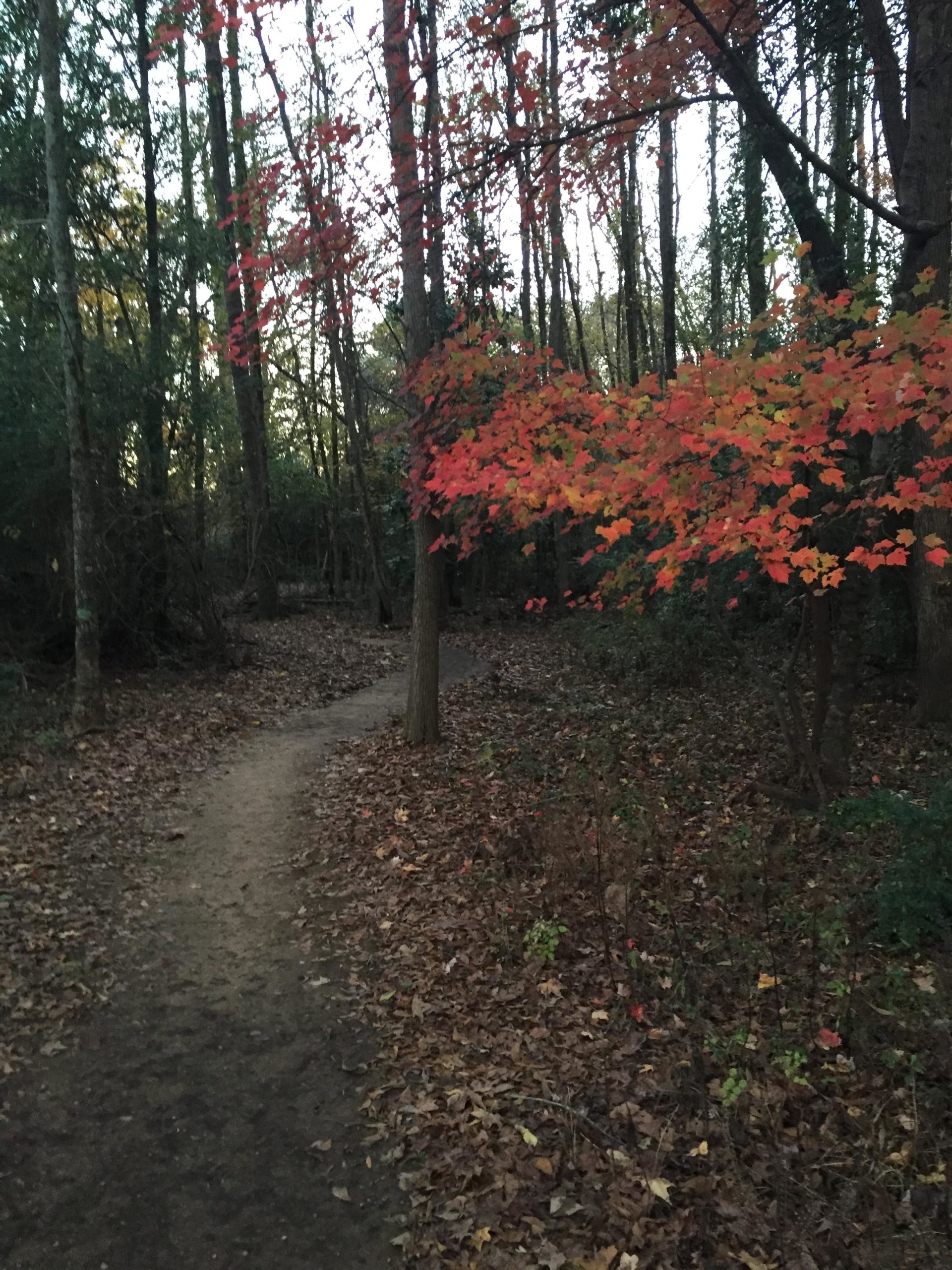A narrow dirt path winding through a forest, surrounded by tall trees with autumn foliage. Vibrant red and orange leaves are visible on some branches, while the ground is covered with fallen leaves. The scene is softly lit, suggesting early evening light. Spadra Creek Nature Trail mountain bike trail.