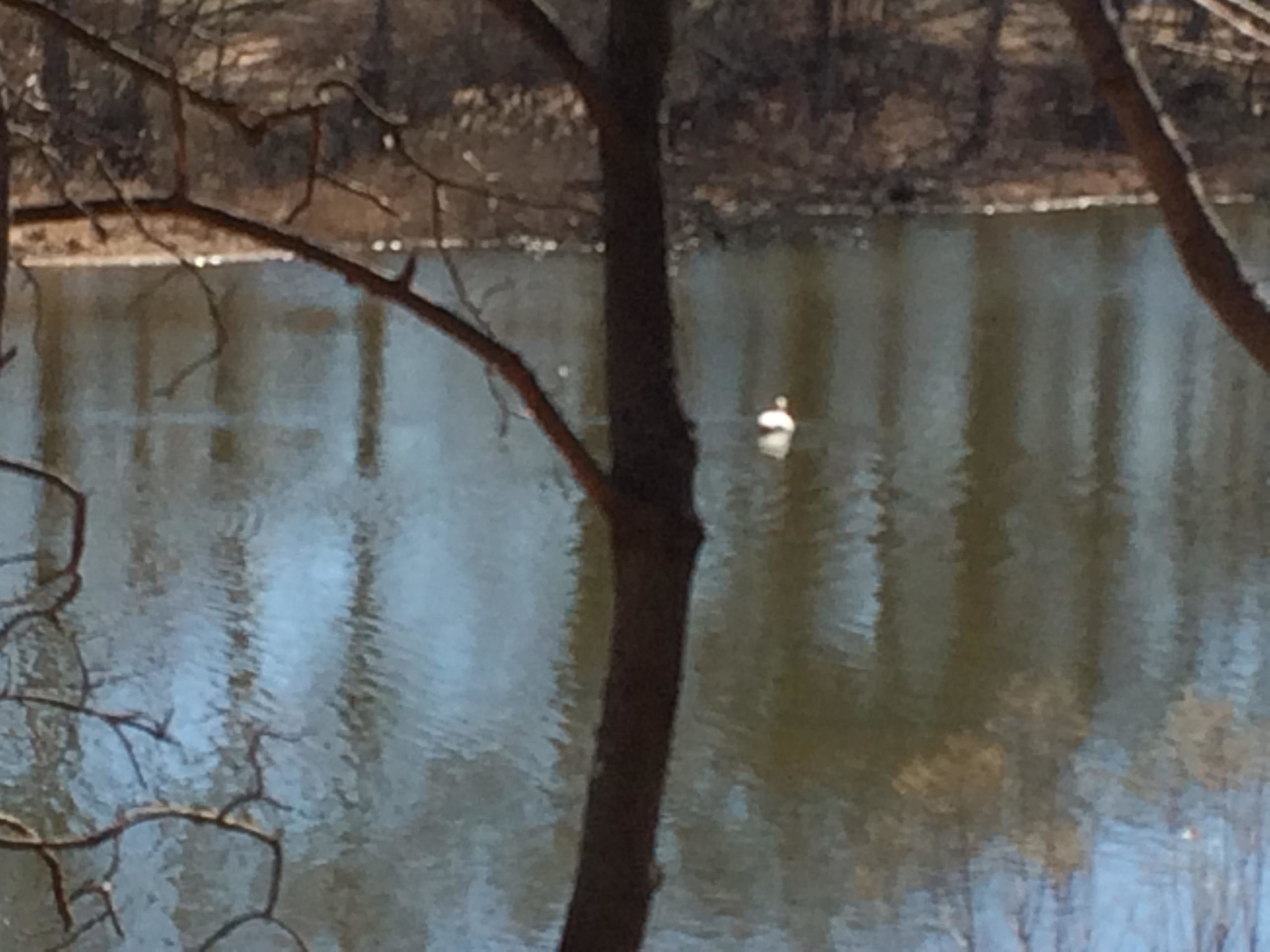 A peaceful scene depicting a small body of water with reflections of trees. In the foreground, bare branches frame the image, while a solitary white duck floats on the water's surface. The surrounding area shows hints of foliage and a serene natural setting. Wolfes Pond park mountain bike trail.