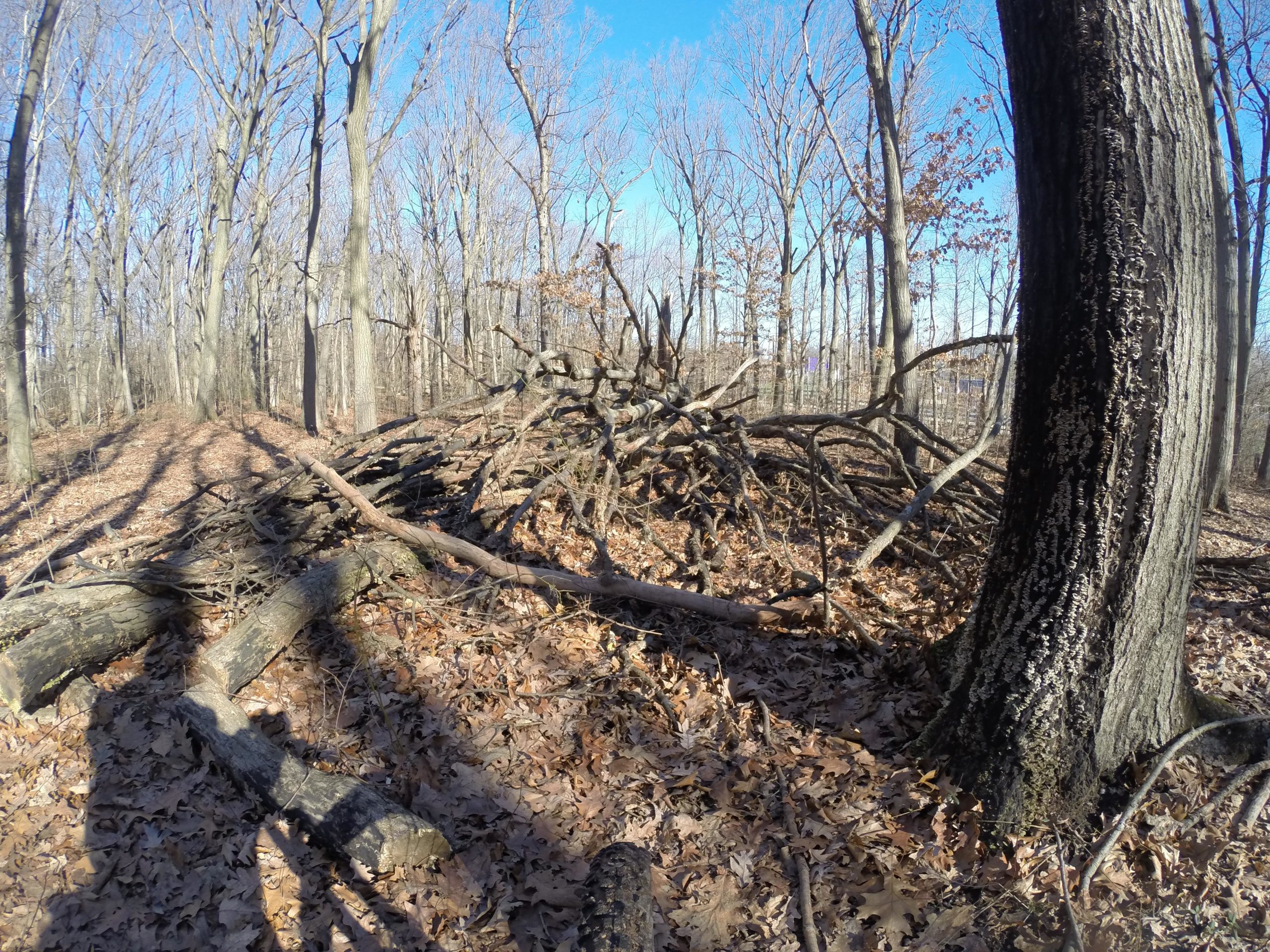 A forest scene showing bare trees against a clear blue sky, with a large pile of fallen branches and logs in the foreground. The ground is covered with dried leaves, and shadows of nearby trees stretch across the path. Wolfes Pond park mountain bike trail.