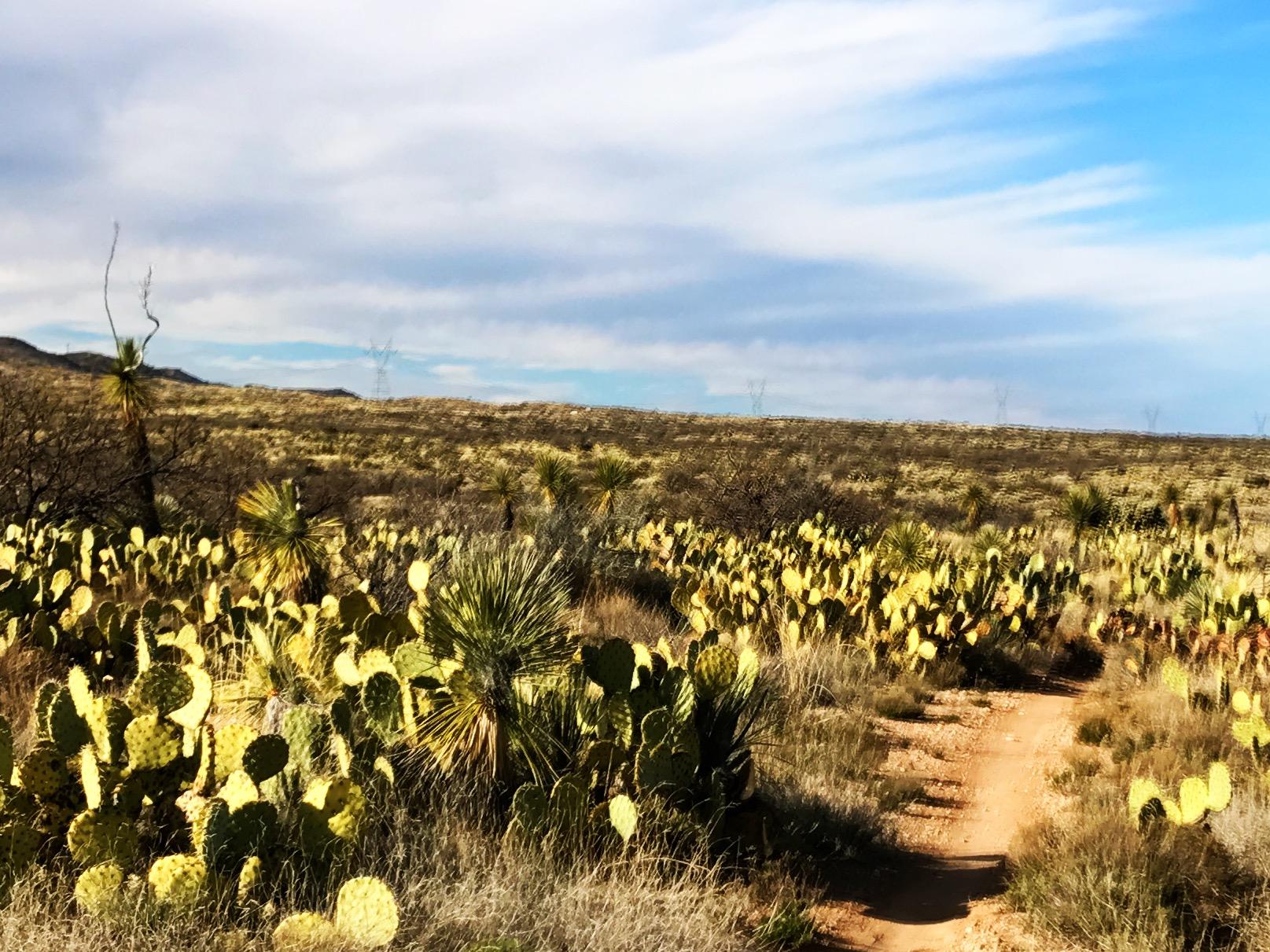 A wide landscape featuring cacti and desert vegetation, with a dirt path winding through the scene. The sky is partly cloudy, showcasing a mix of blues and whites, while the ground is covered with various types of cacti and sparse grasses. In the background, gentle hills are visible, adding depth to the arid environment. 24 Hour Course mountain bike trail.