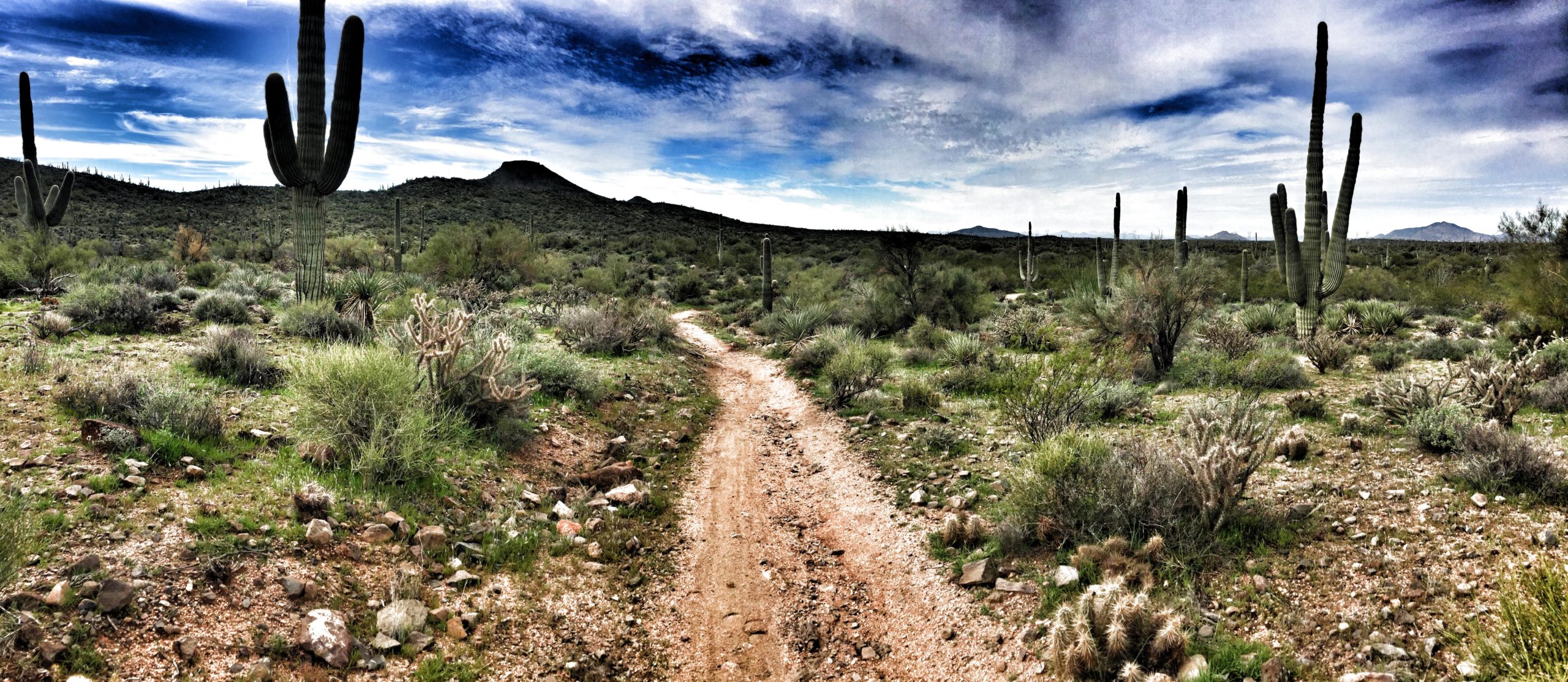 A scenic desert landscape featuring a winding dirt trail surrounded by various cacti and shrubs, with rolling hills in the background and a partly cloudy sky above. Brown's Ranch to Granite Mountain mountain bike trail.