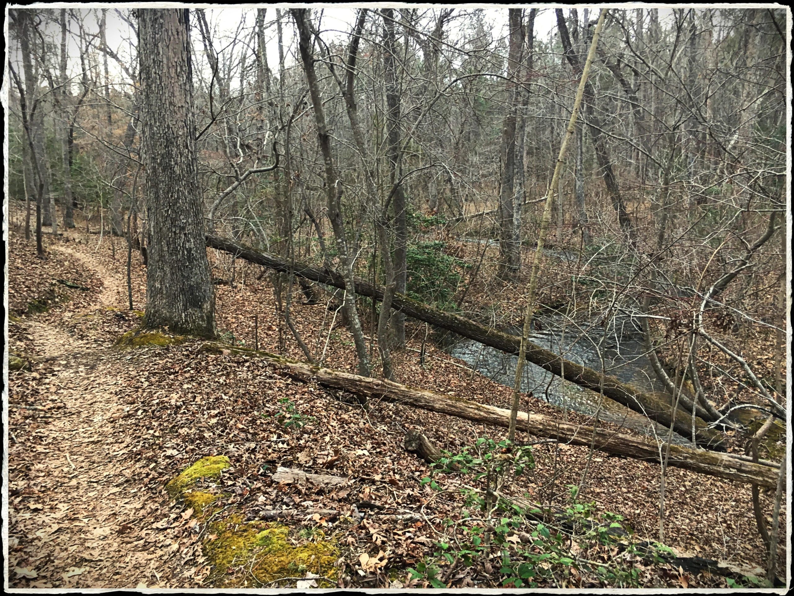 A winter forest scene showing a winding dirt path alongside a creek. The trees are bare of leaves, and fallen leaves cover the ground. A fallen log crosses the creek, contributing to the tranquil, natural setting. Harwood's Mill mountain bike trail.