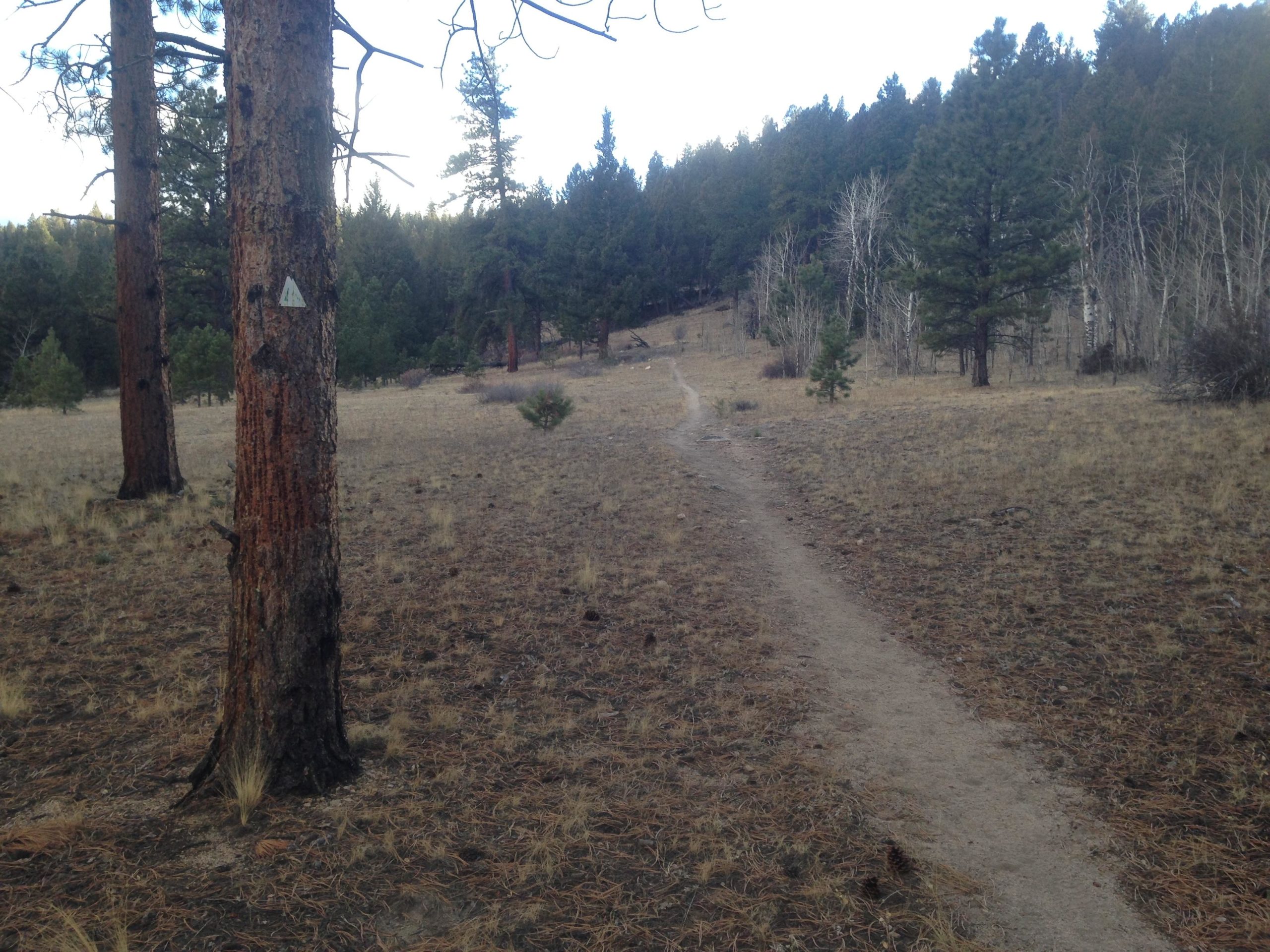 A winding dirt path leads through a grassy clearing surrounded by tall pine trees. The ground is covered with dry grass and pine needles, and in the foreground, a large tree with a triangular trail marker can be seen. The landscape is serene and natural, with a backdrop of dense forest. Colorado Trail: Mt. Shavano thd to Chalk Creek thd mountain bike trail.