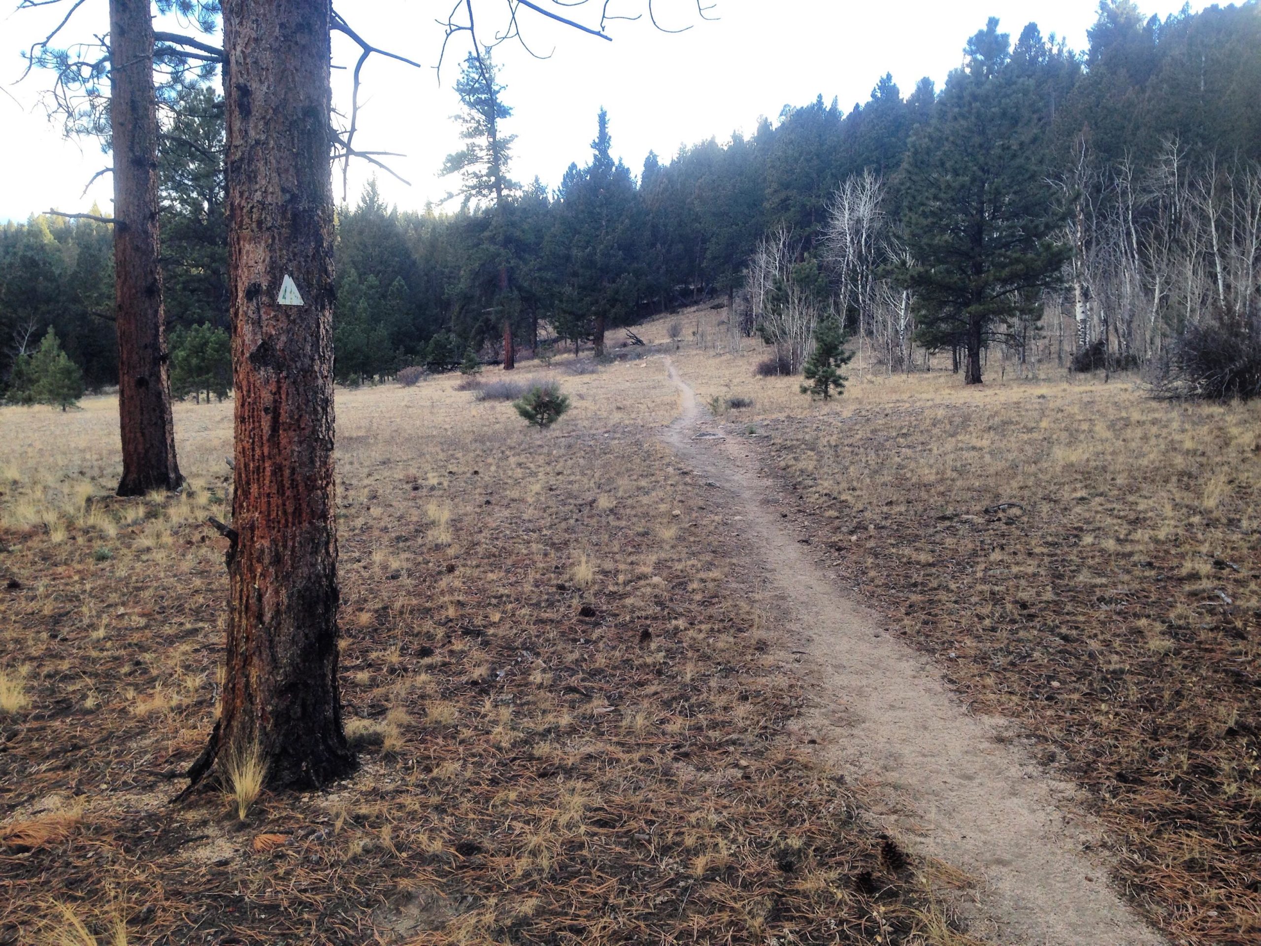 A dirt trail winding through a forested area, flanked by tall trees and patches of grass. Sunlight filters through the foliage, illuminating the scenery in a serene outdoor setting. A white trail marker is visible on one of the trees. Colorado Trail: Mt. Shavano thd to Chalk Creek thd mountain bike trail.