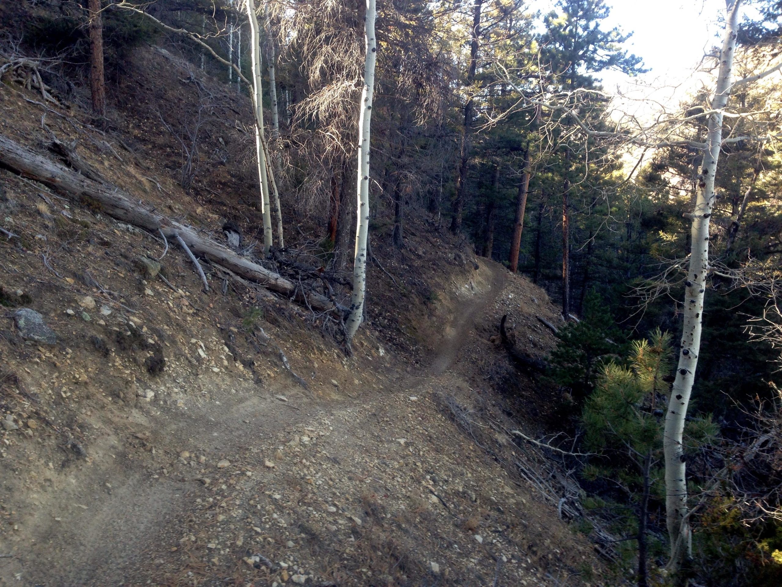 A winding dirt trail cuts through a forested area, with tall trees on either side. The ground is rocky and uneven, indicating a natural, unpaved path. Sunlight filters through the branches, casting shadows on the trail and highlighting the texture of the earth and the surrounding vegetation. Rainbow Trail: Methodist Mountain Thd to Bear Creek Thd mountain bike trail.