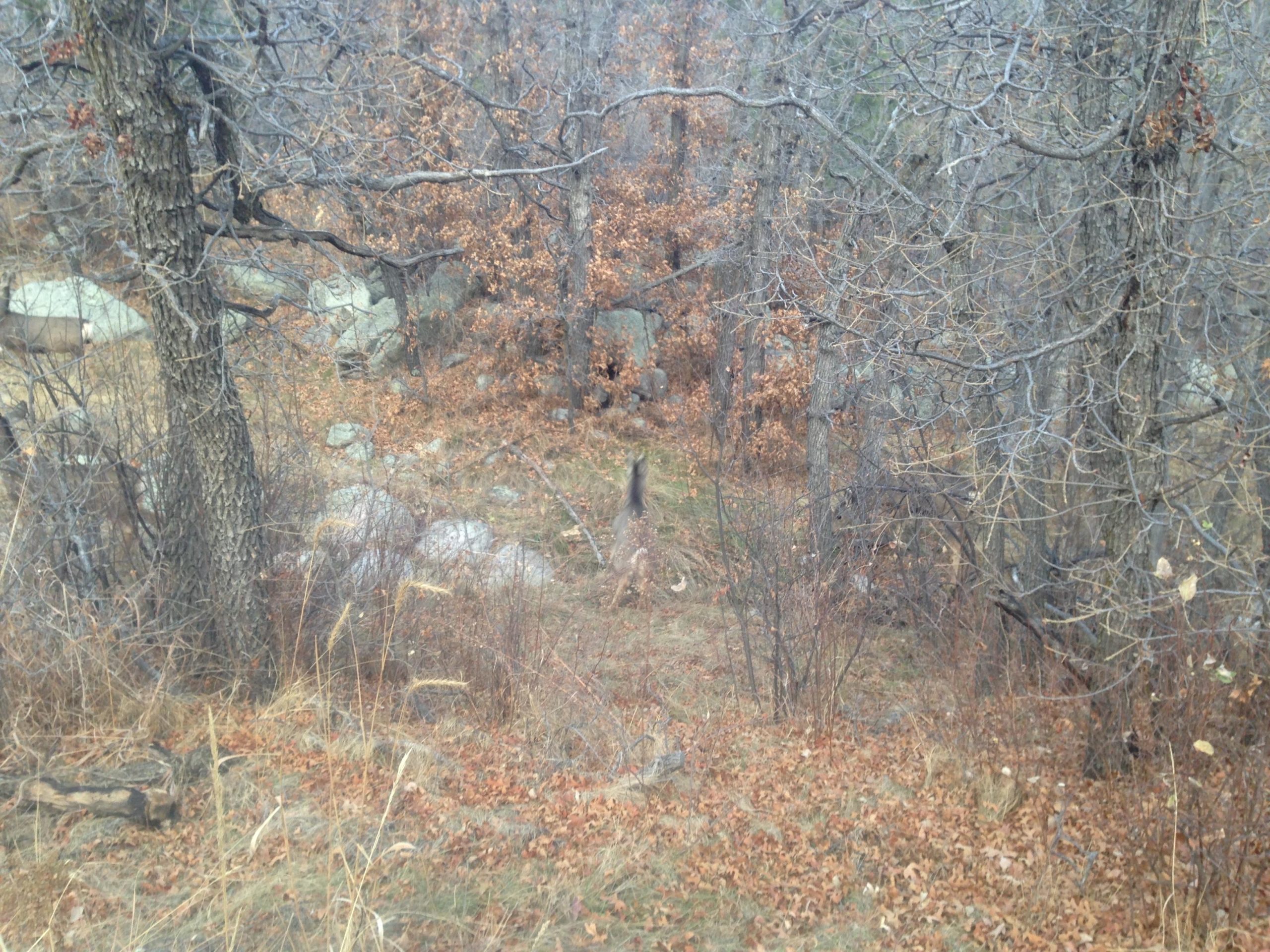 A wooded area during late autumn, featuring bare trees and fallen leaves covering the ground. Rocks are scattered throughout the landscape, and the scene appears tranquil and natural. Cheyenne Mountain State Park mountain bike trail.