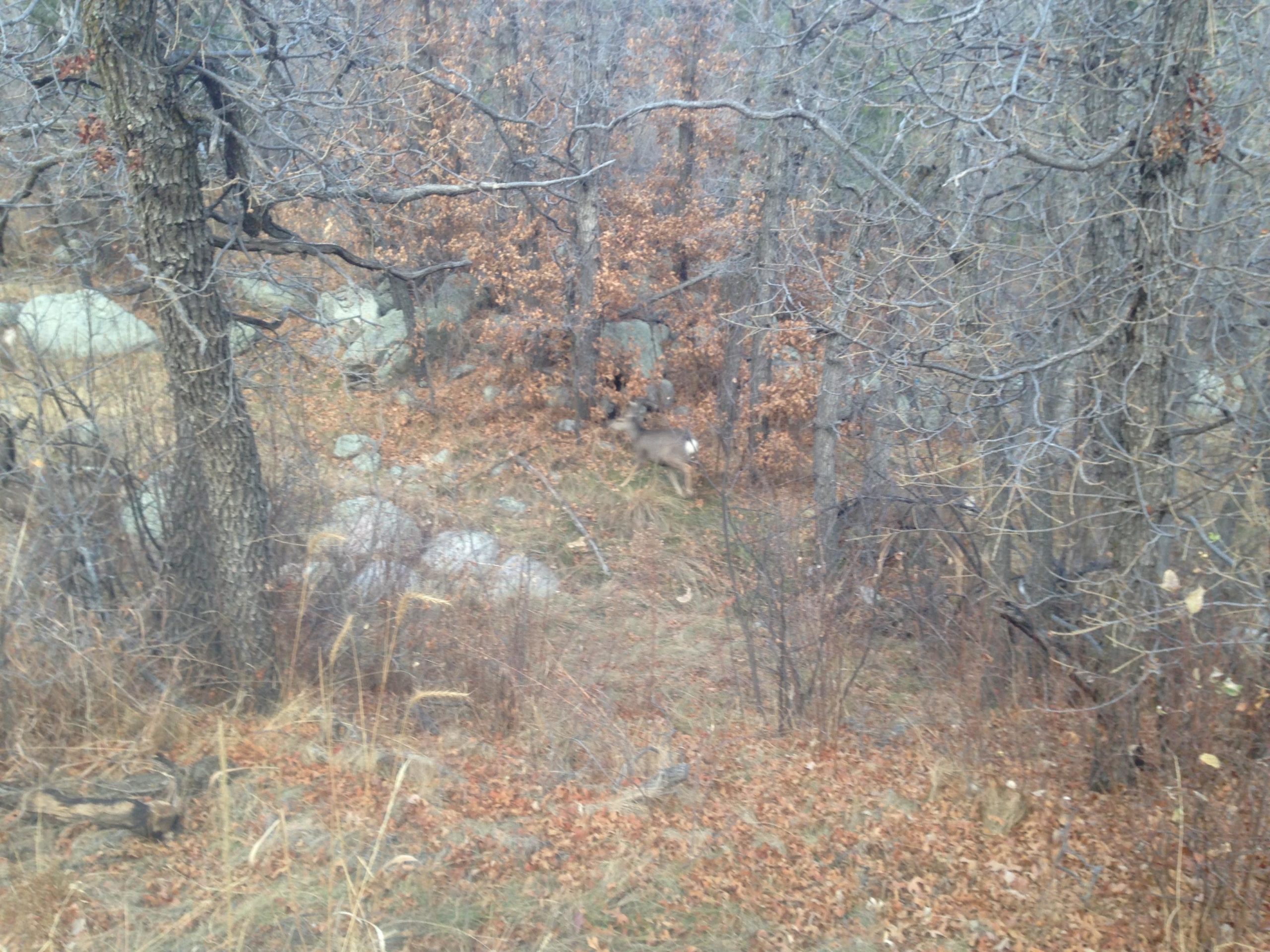 A deer standing in a forested area with sparse trees and fallen leaves. The environment features rocky ground and dry foliage, indicating a natural, autumn setting. Cheyenne Mountain State Park mountain bike trail.