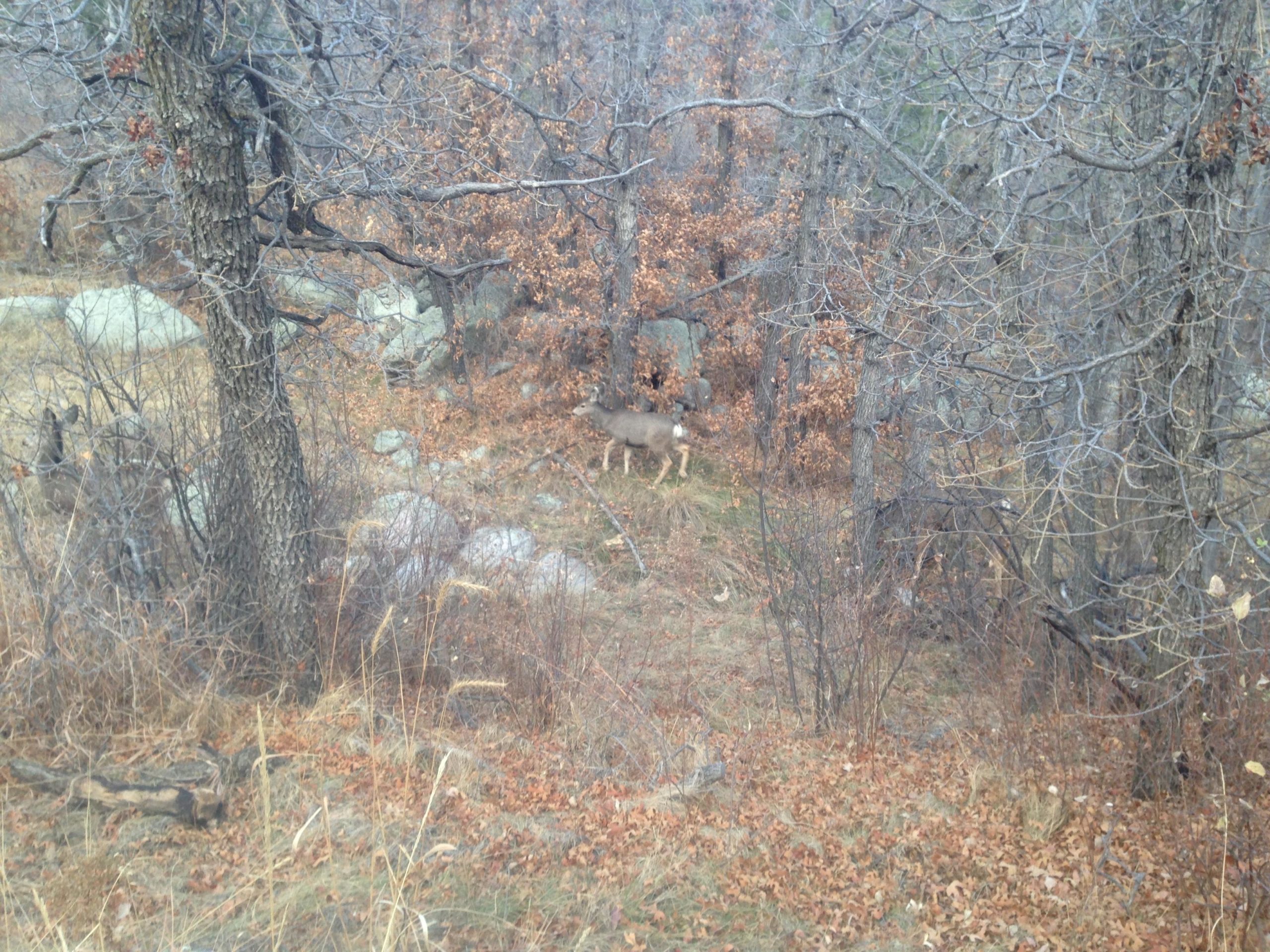 A deer standing in a forested area with sparse trees and fallen leaves during autumn. The background features rocky outcrops and dry grass. Cheyenne Mountain State Park mountain bike trail.