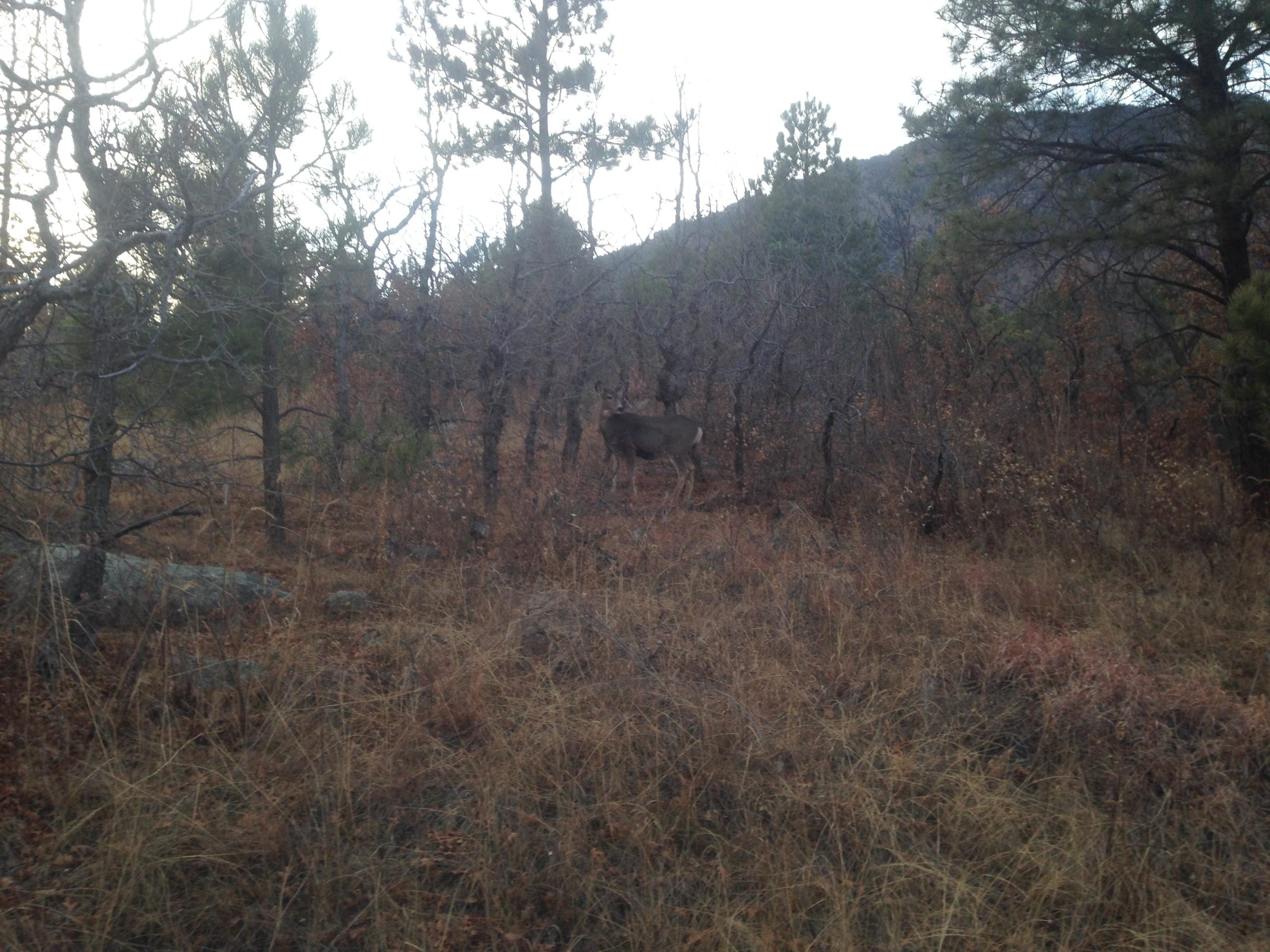 A deer standing among sparse trees and dry grasses in a natural landscape. The scene depicts a quiet, wooded area with a mixture of pine and leafless branches, suggesting an autumn or early winter setting. Cheyenne Mountain State Park mountain bike trail.