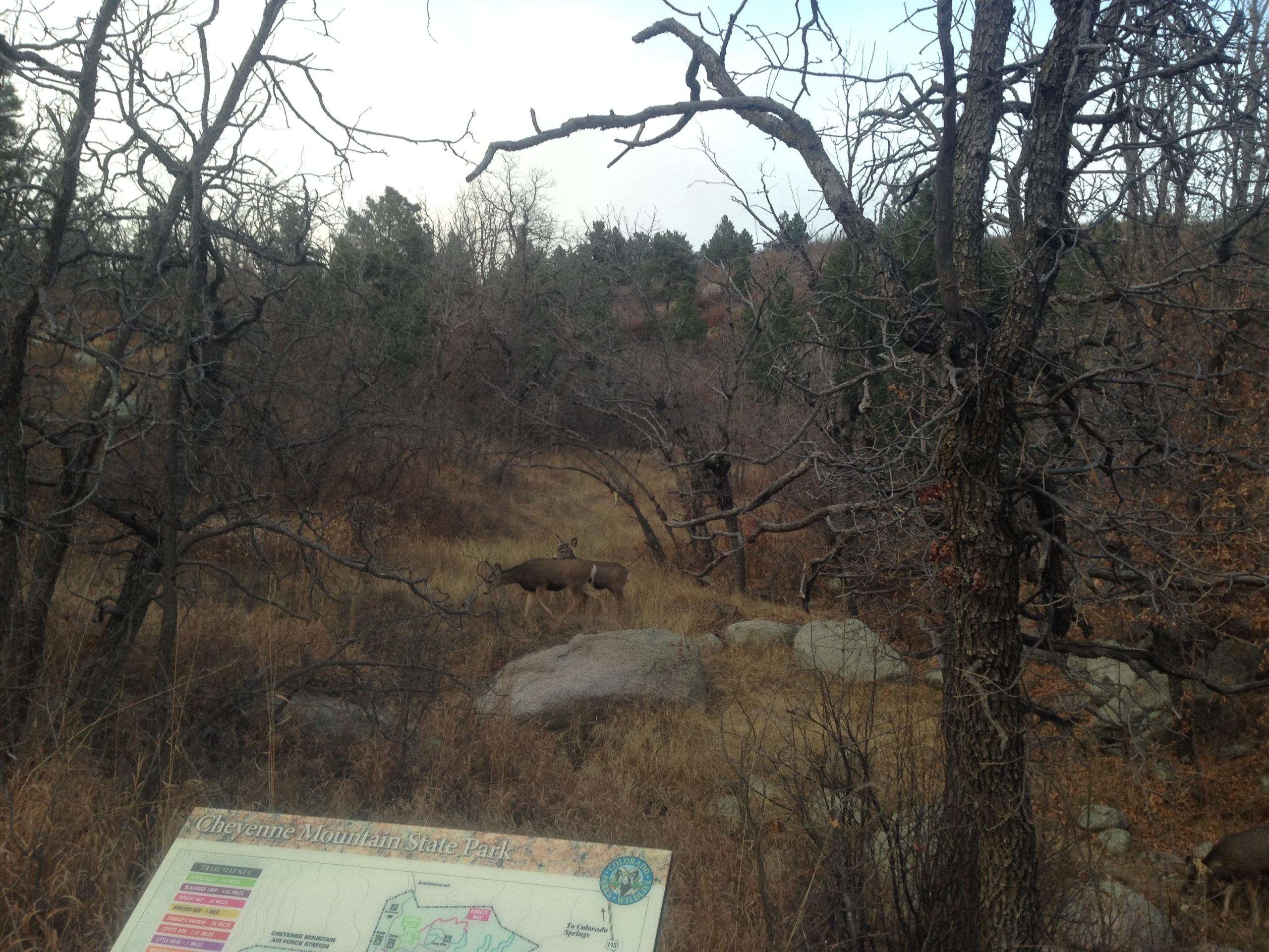 A scenic view of Cheyenne Mountain State Park featuring a sign with a map, surrounded by dry vegetation and bare trees. In the background, two deer are seen grazing among the rocks and grasses. The landscape has a natural and serene atmosphere, typical of a wildlife park. Cheyenne Mountain State Park mountain bike trail.