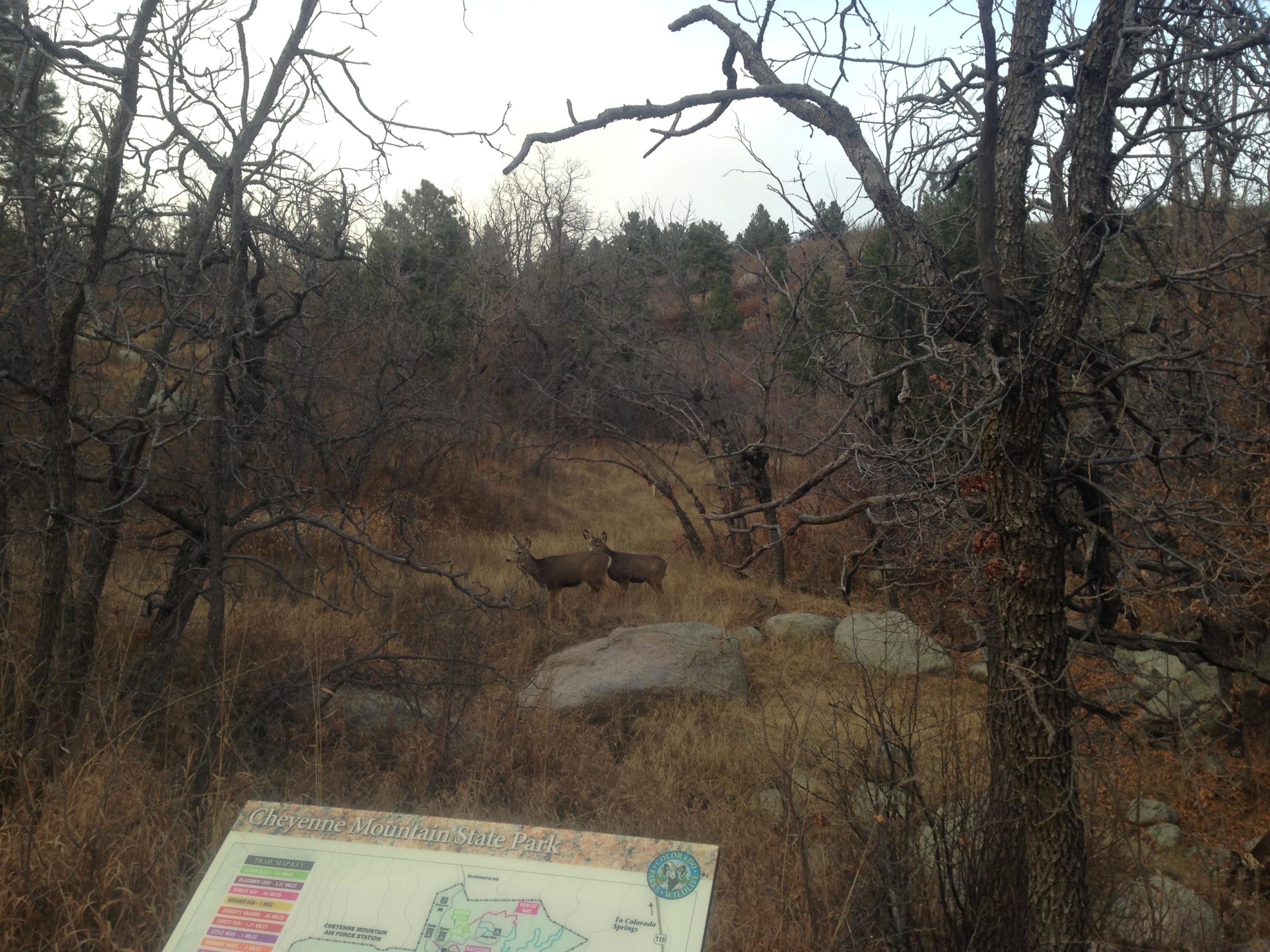 A scenic view of a natural landscape featuring bare trees and tall grass, with two deer visible in the background. In the foreground, a sign displays a map of Cheyenne Mountain State Park, indicating trails and park details. The scene is set in a serene, wooded area, suggesting a peaceful outdoor environment. Cheyenne Mountain State Park mountain bike trail.