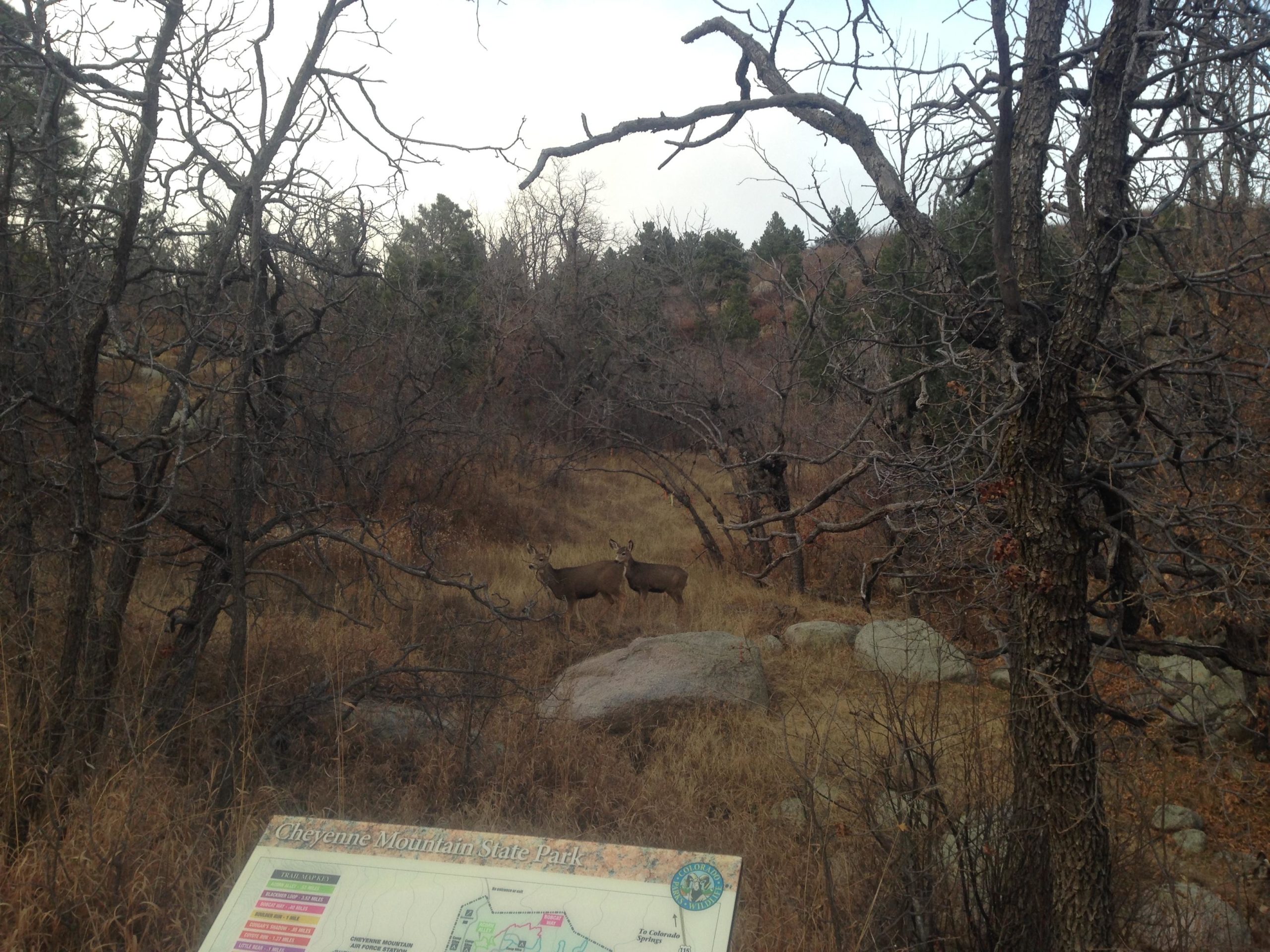 Two deer stand in a grassy area surrounded by trees at Cheyenne Mountain State Park, with a park map in the foreground. The landscape appears natural and slightly overcast, highlighting the earthy tones of the environment. Cheyenne Mountain State Park mountain bike trail.