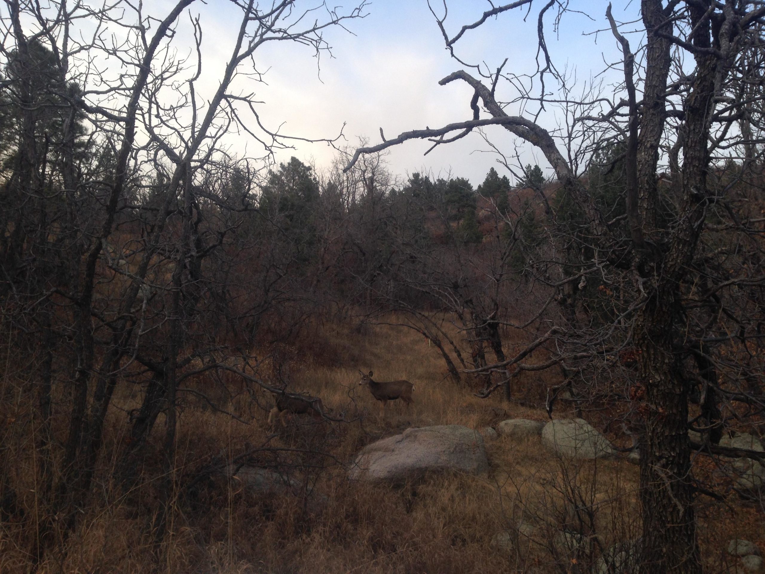 A serene forest scene showing two deer among winter-bare trees and rocky terrain, with a backdrop of evergreen trees and a cloudy sky. The ground is covered in dry grass, creating a natural habitat setting. Cheyenne Mountain State Park mountain bike trail.