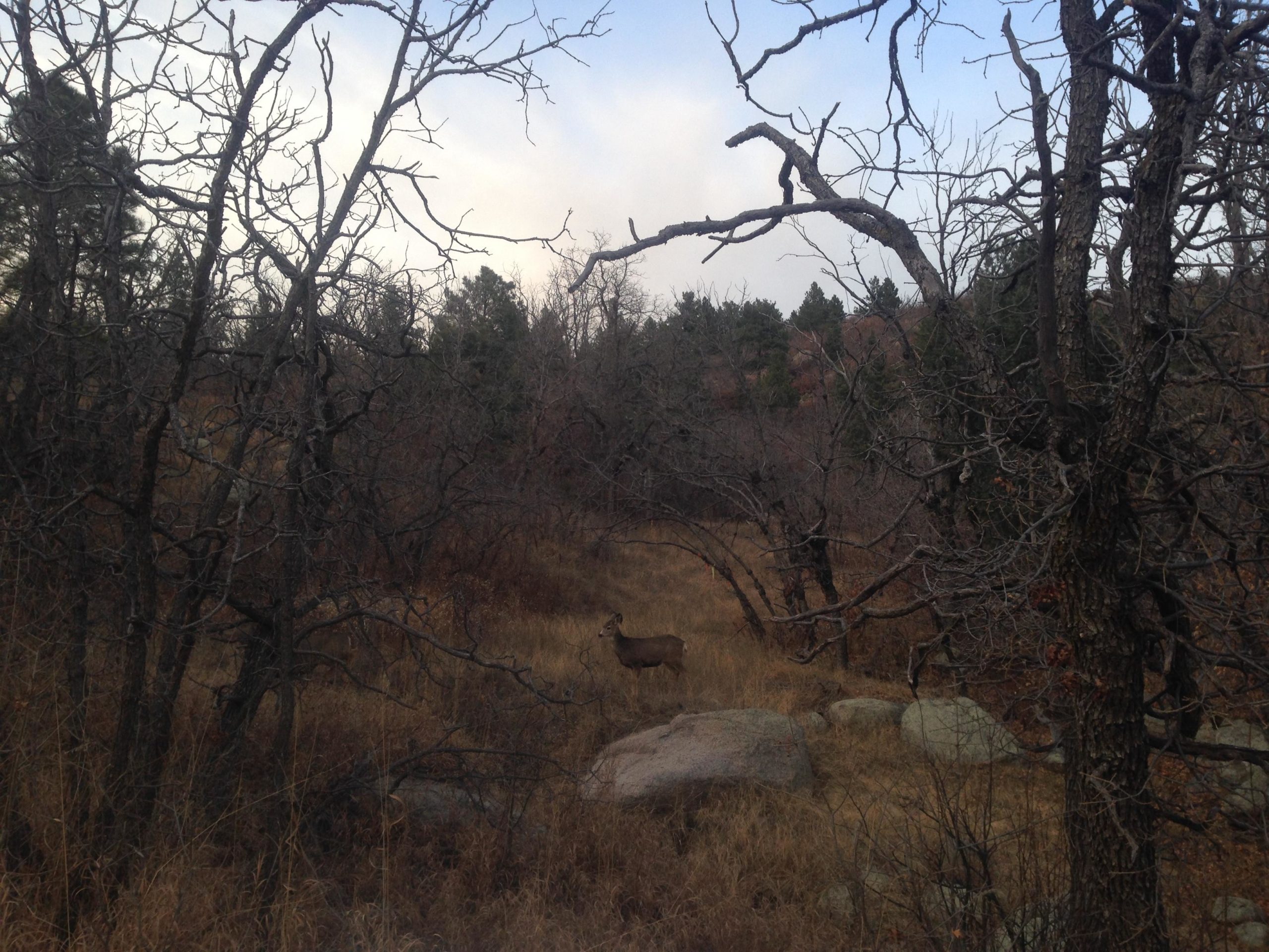 A deer standing among sparse trees and rocky outcrops in a wooded area, with a backdrop of grassy land and distant hills under a cloudy sky. Cheyenne Mountain State Park mountain bike trail.