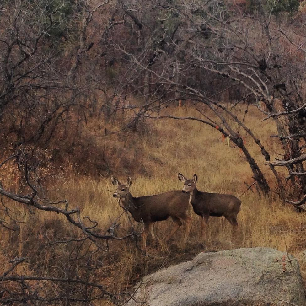Two deer stand in a grassy area surrounded by bare trees and shrubs, with a large rock in the foreground. The scene captures a natural, wilderness setting. Cheyenne Mountain State Park mountain bike trail.