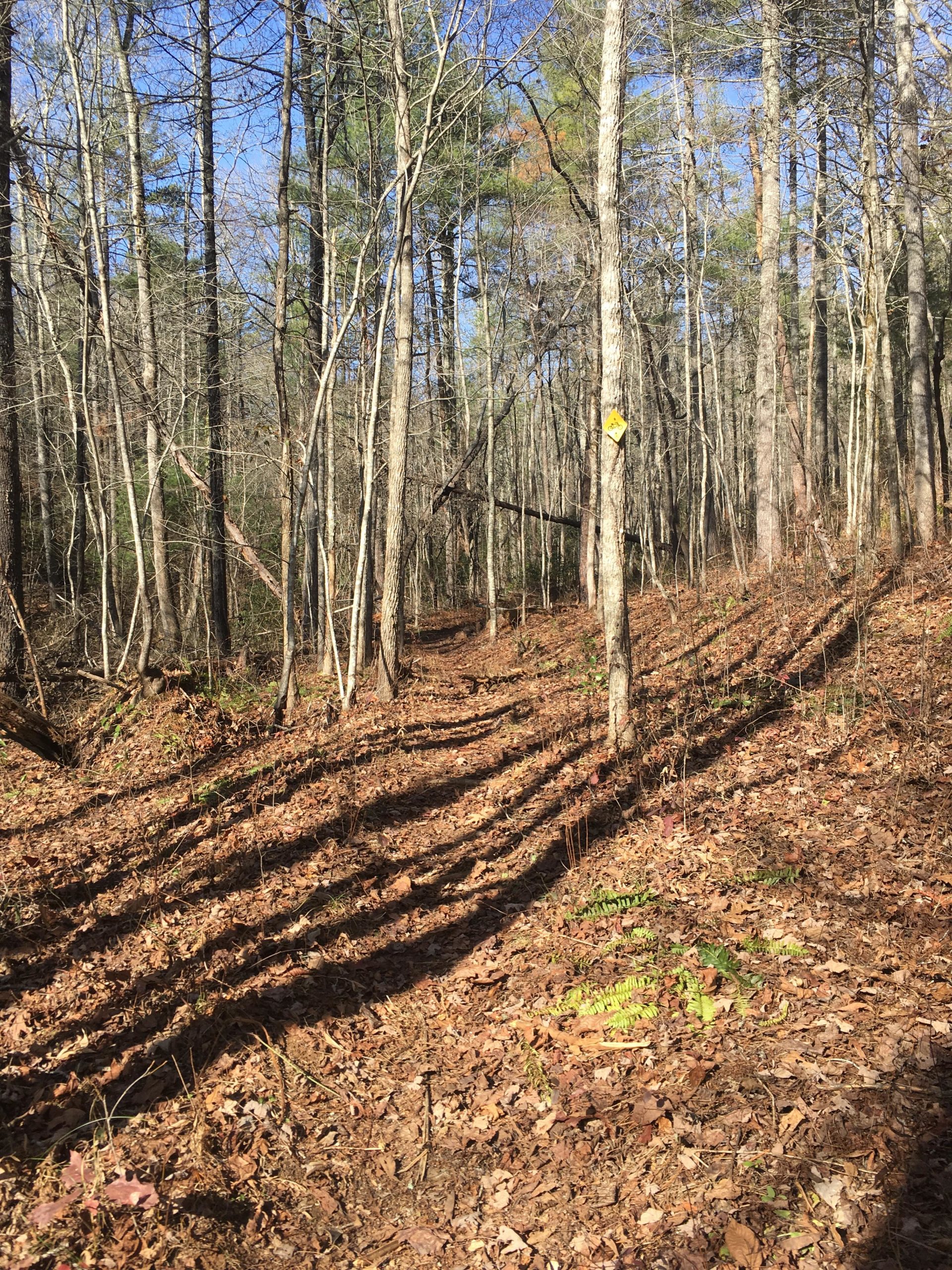 A serene forest pathway lined with tall trees, showing a mix of bare branches and green pine needles against a clear blue sky. The ground is covered with a blanket of fallen leaves, and shadows stretch across the trail, indicating sunlight filtering through the tree canopy. A yellow sign can be seen attached to a tree, suggesting nearby hiking or trail information. Jake to Bull Mountain Connecter mountain bike trail.