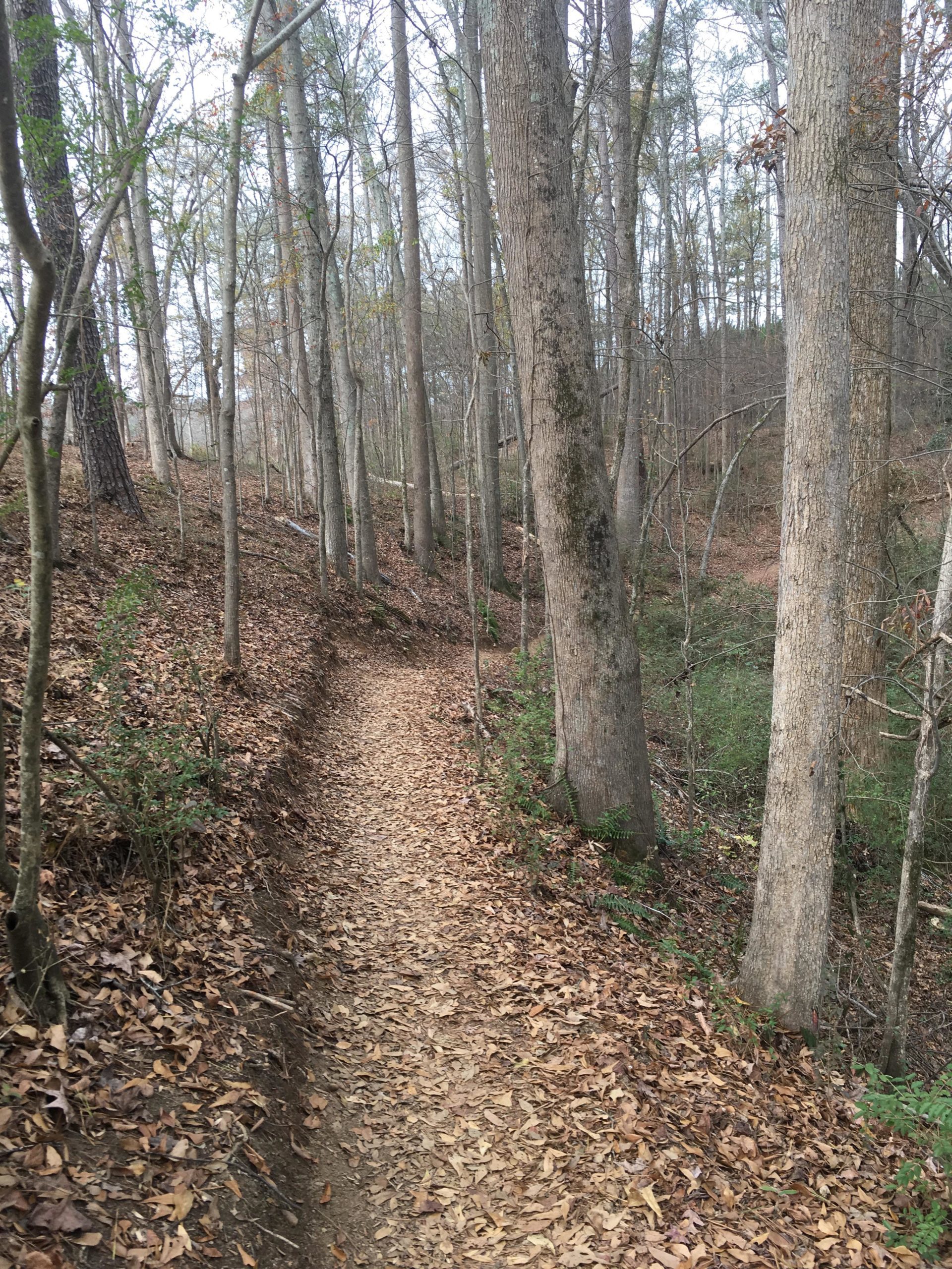 A narrow dirt trail winding through a wooded area, surrounded by tall trees with bare branches and fallen leaves covering the ground. Trail Creek Park mountain bike trail.
