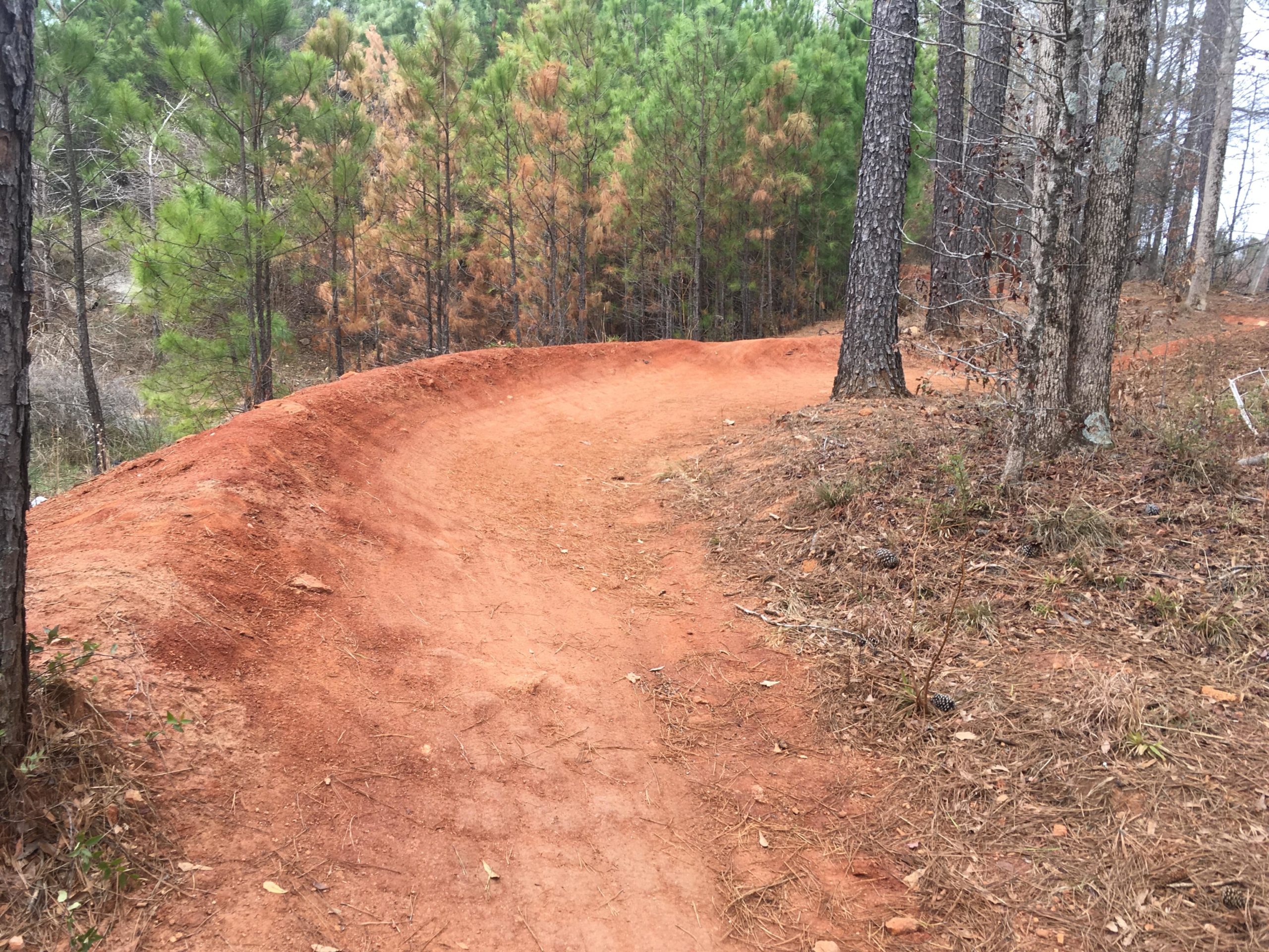 A winding dirt path surrounded by trees in a forest, with reddish-brown soil visible on the trail. Green pine trees line the path, alongside some trees with brown foliage, indicating a transition from healthy to dry. The scene captures a tranquil outdoor setting perfect for hiking or biking. Trail Creek Park mountain bike trail.