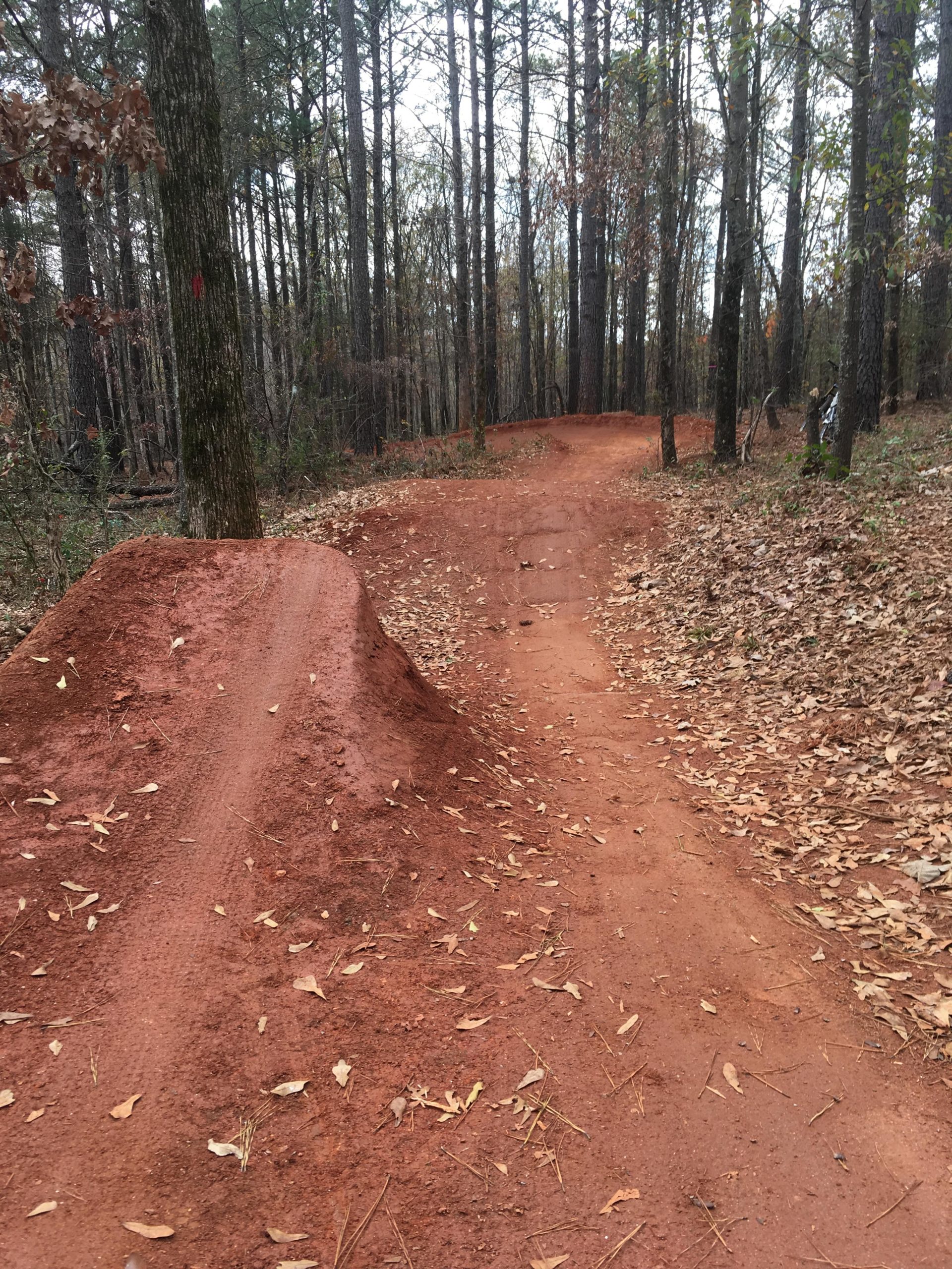 A dirt biking trail in a wooded area, featuring a dirt jump on the left and a curving path on the right, with fallen leaves scattered along the trail and tall trees surrounding the scene. Trail Creek Park mountain bike trail.