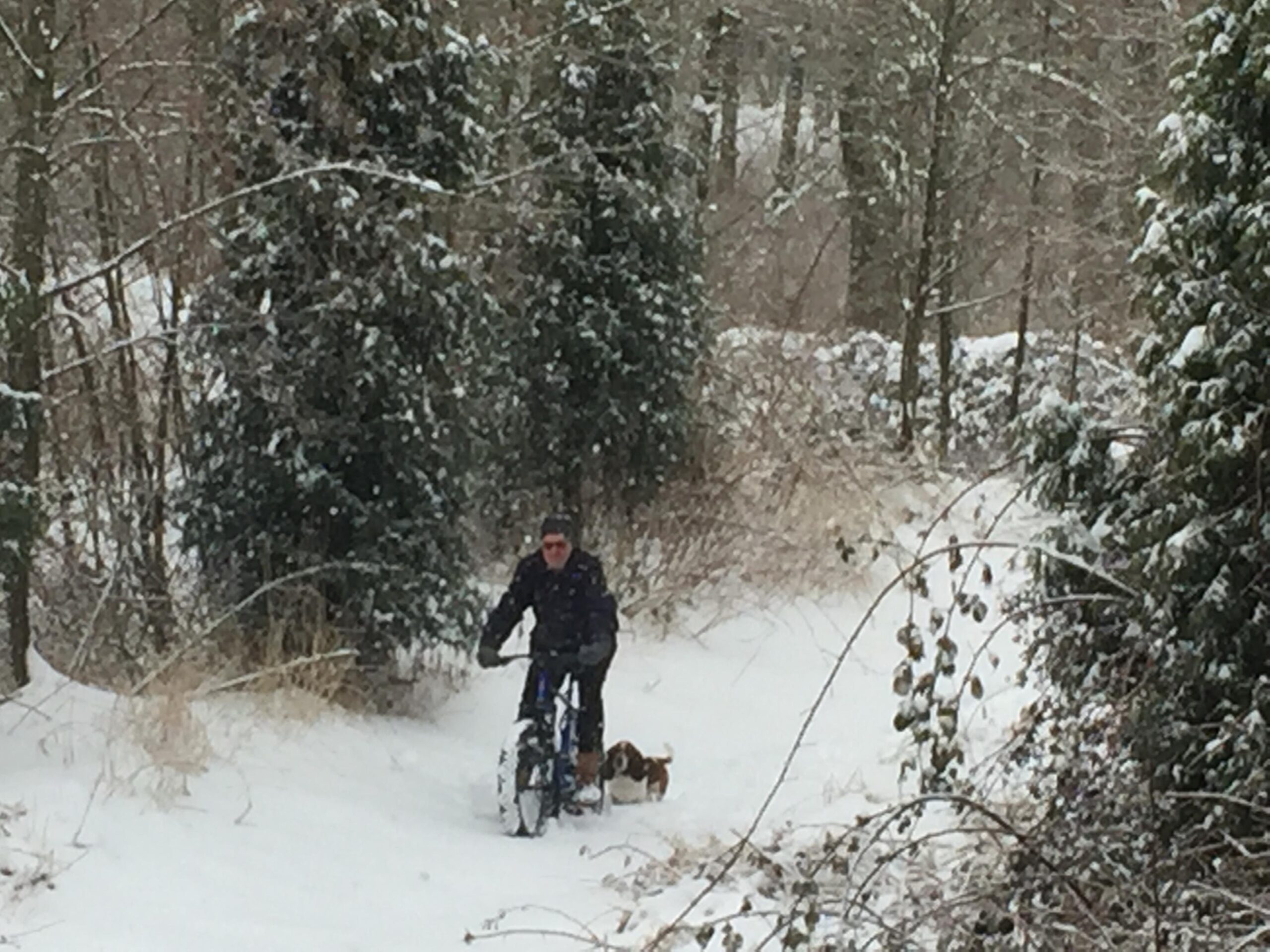 Motobecane Lurch: A person riding a mountain bike through a snowy forested area, accompanied by a small dog. Tall trees and snow-covered ground create a winter scene.