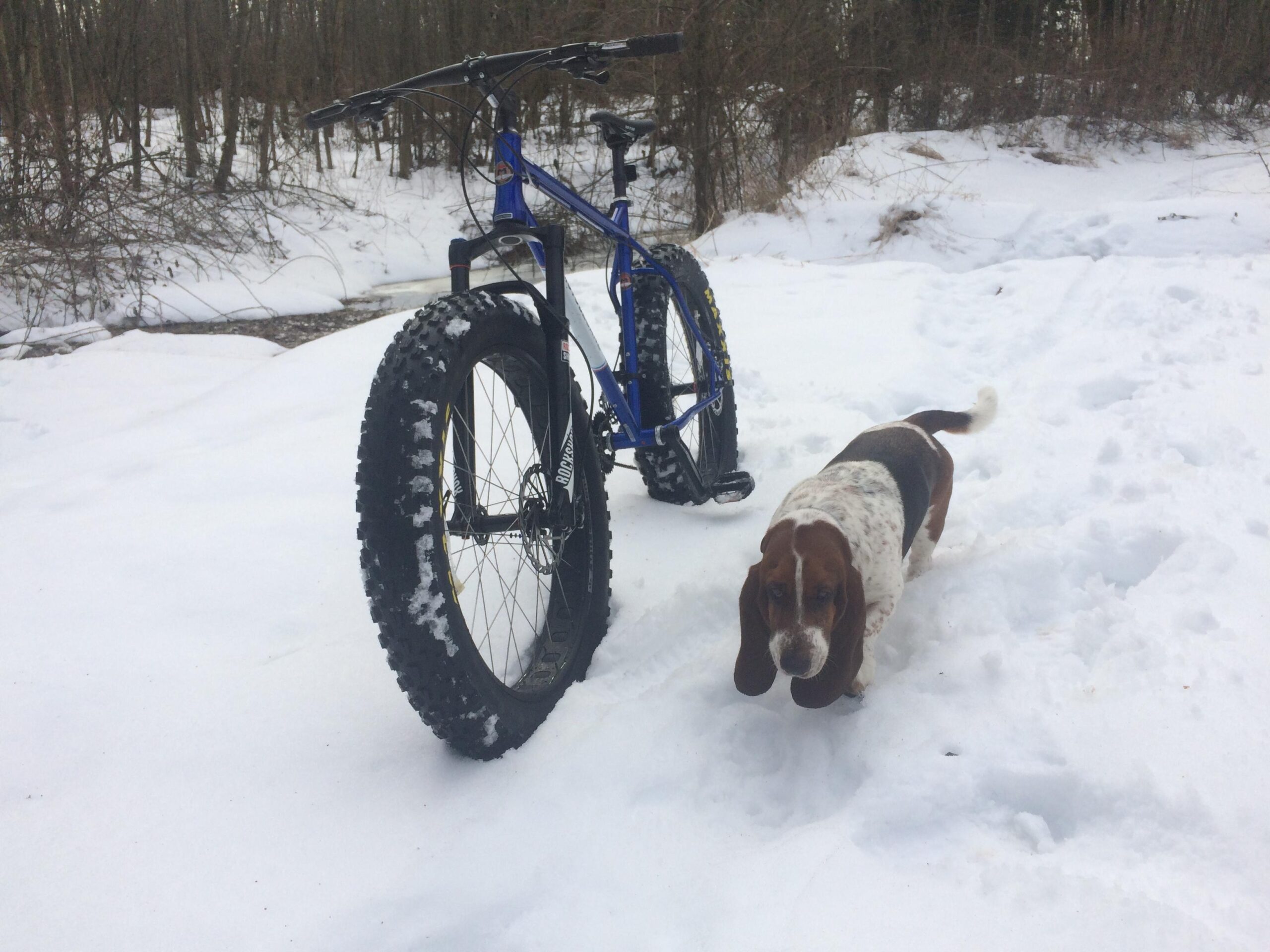 Motobecane Lurch: A blue fat tire bike is parked on a snowy trail in a forest, with a basset hound walking nearby. The ground is covered in snow, and trees can be seen in the background.