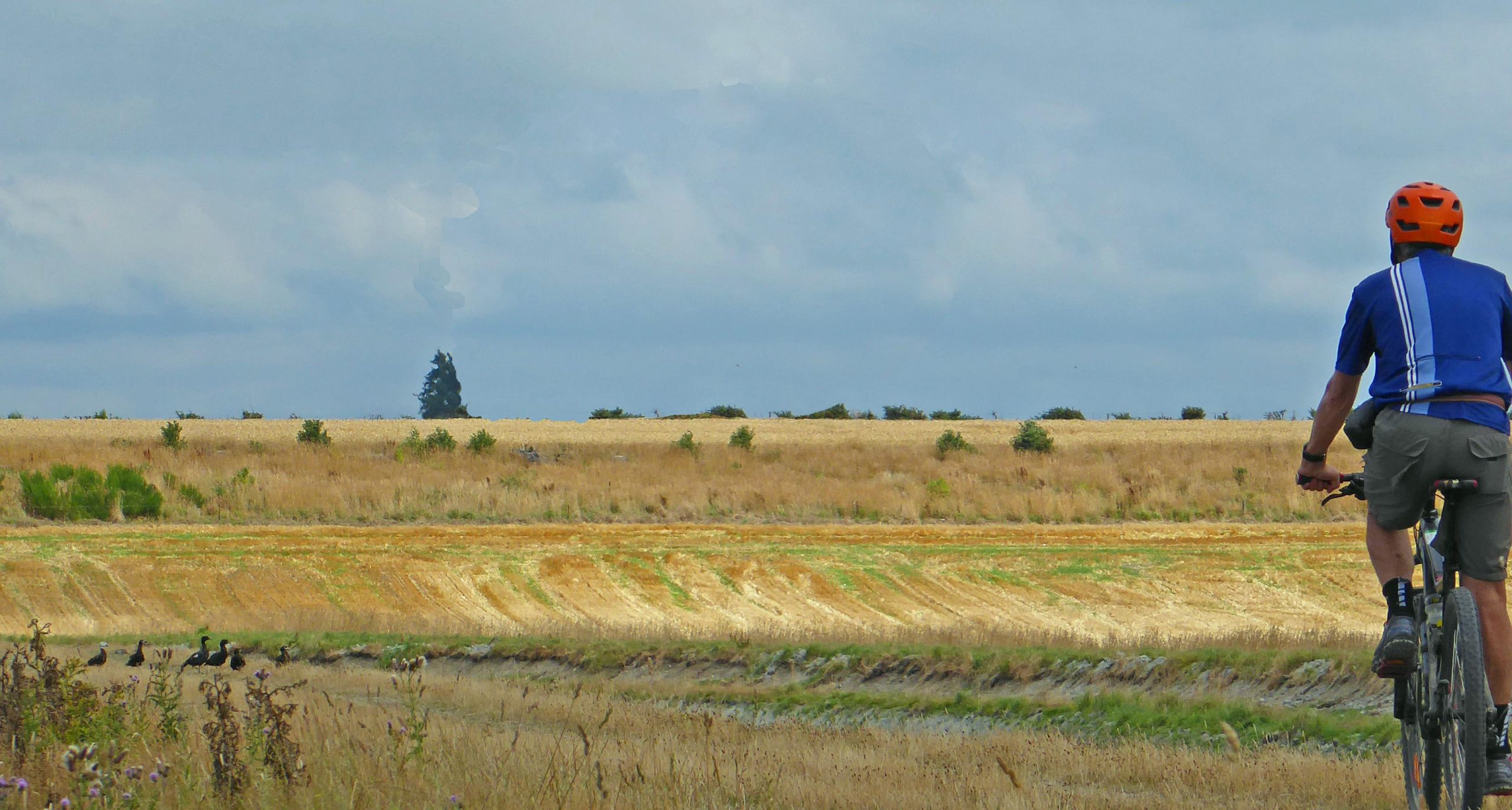 A cyclist wearing an orange helmet and a blue jersey rides on a gravel path, facing away from the camera. In the background, a vast landscape of golden grass and fields stretches out under a cloudy sky, with a few trees and birds visible in the distance. Methven Walkway mountain bike trail.