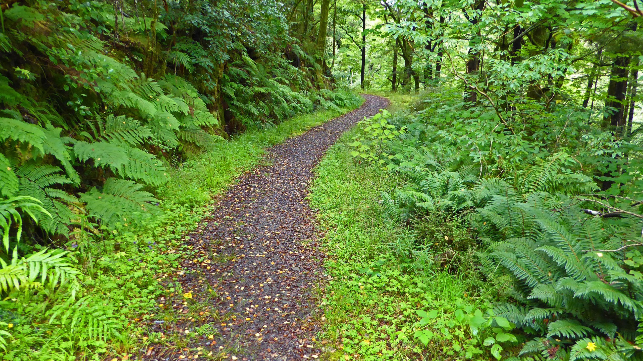 A winding gravel path surrounded by lush green ferns and trees, leading through a dense, tranquil forest. The vibrant foliage and dappled light create a serene, inviting atmosphere. Murray Creek to Waitahu Valley mountain bike trail.
