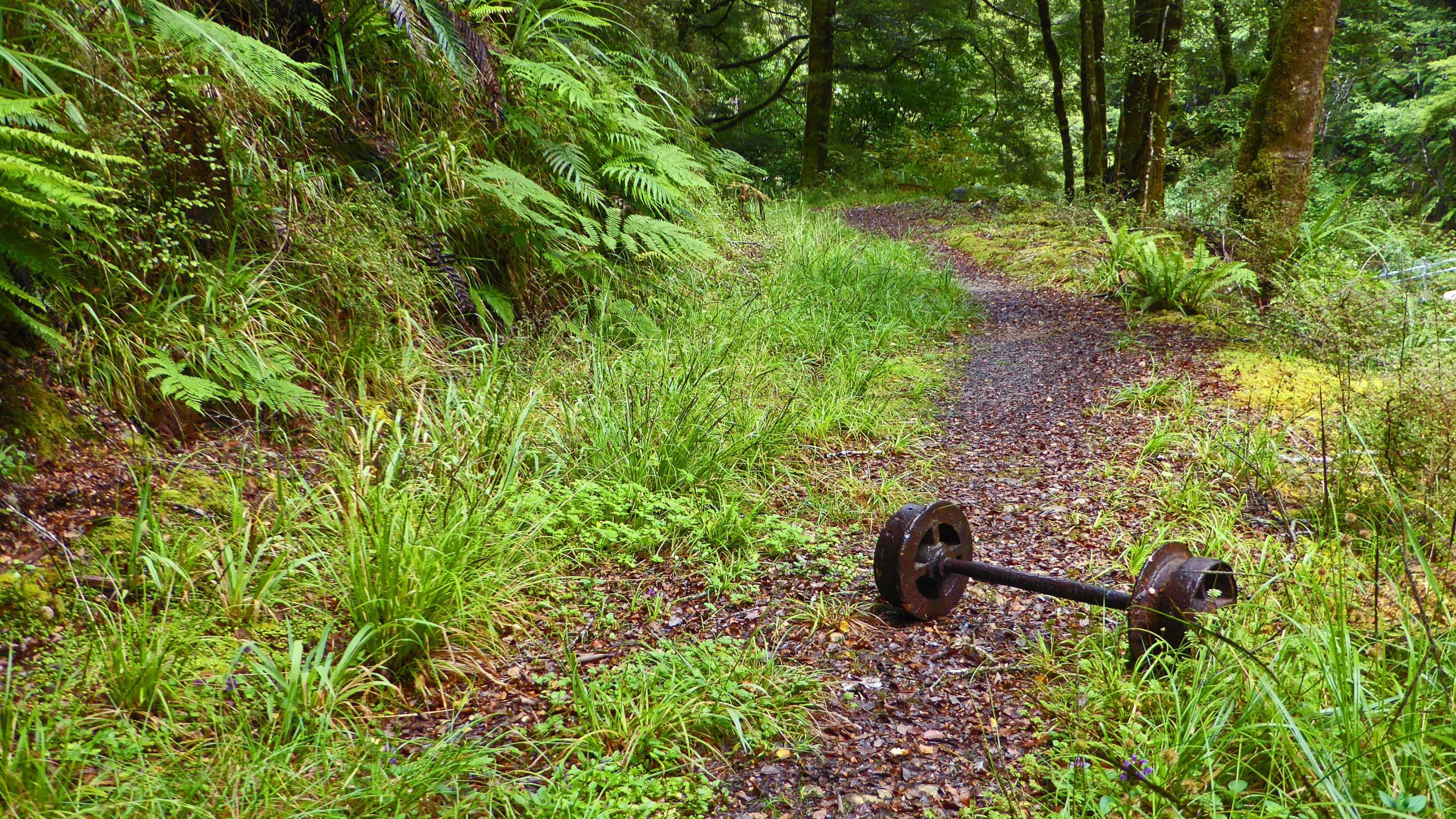 An abandoned weight plate lying on a gravel path surrounded by lush green grass and ferns in a forested area. Lankey Creek Tram Track mountain bike trail.