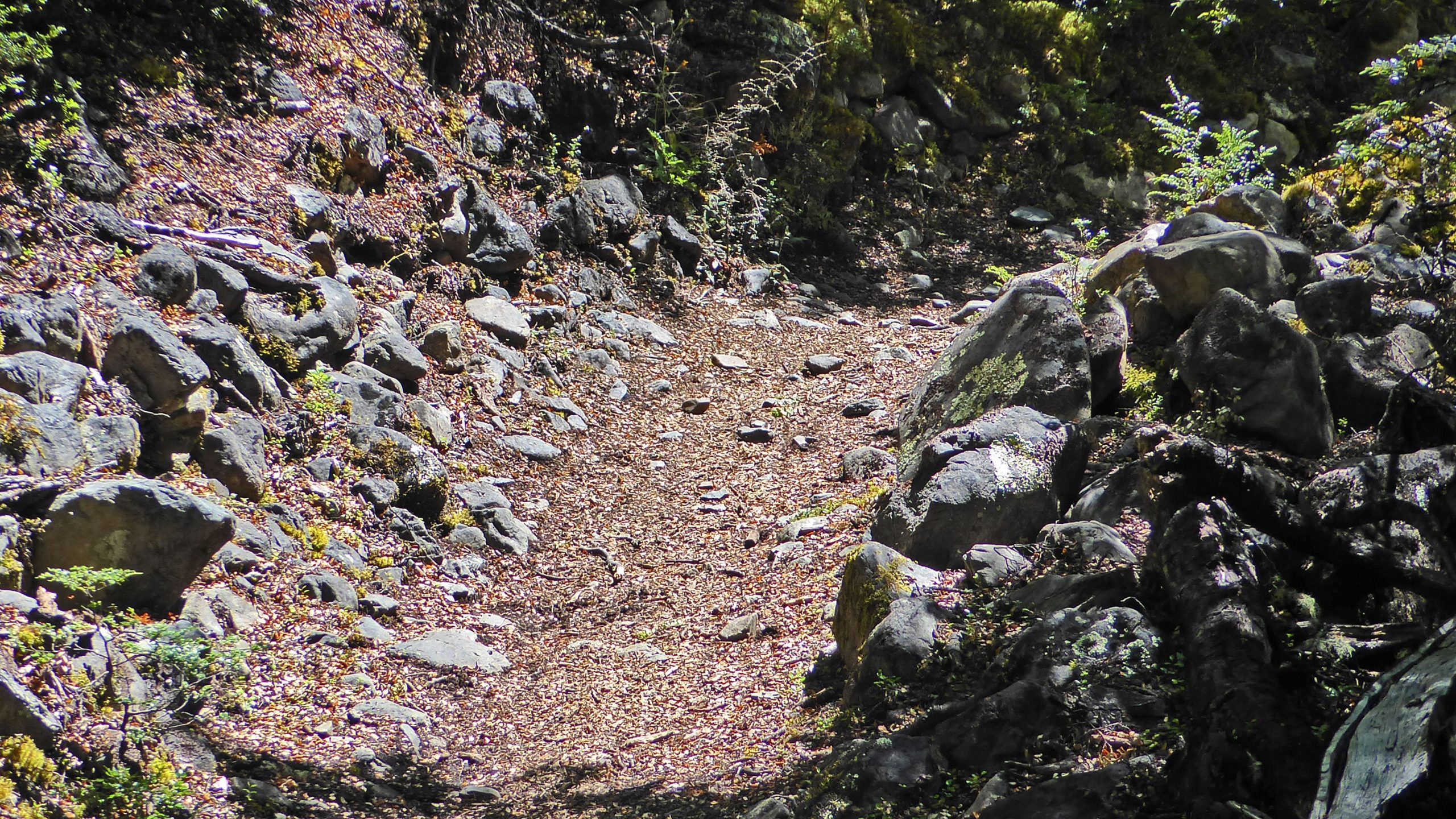 A narrow dirt trail winding through a rocky landscape, surrounded by scattered stones and patches of greenery. Sunlight filters through the trees, illuminating the path that leads further into the woodland. Craigieburn Forest mountain bike trail.