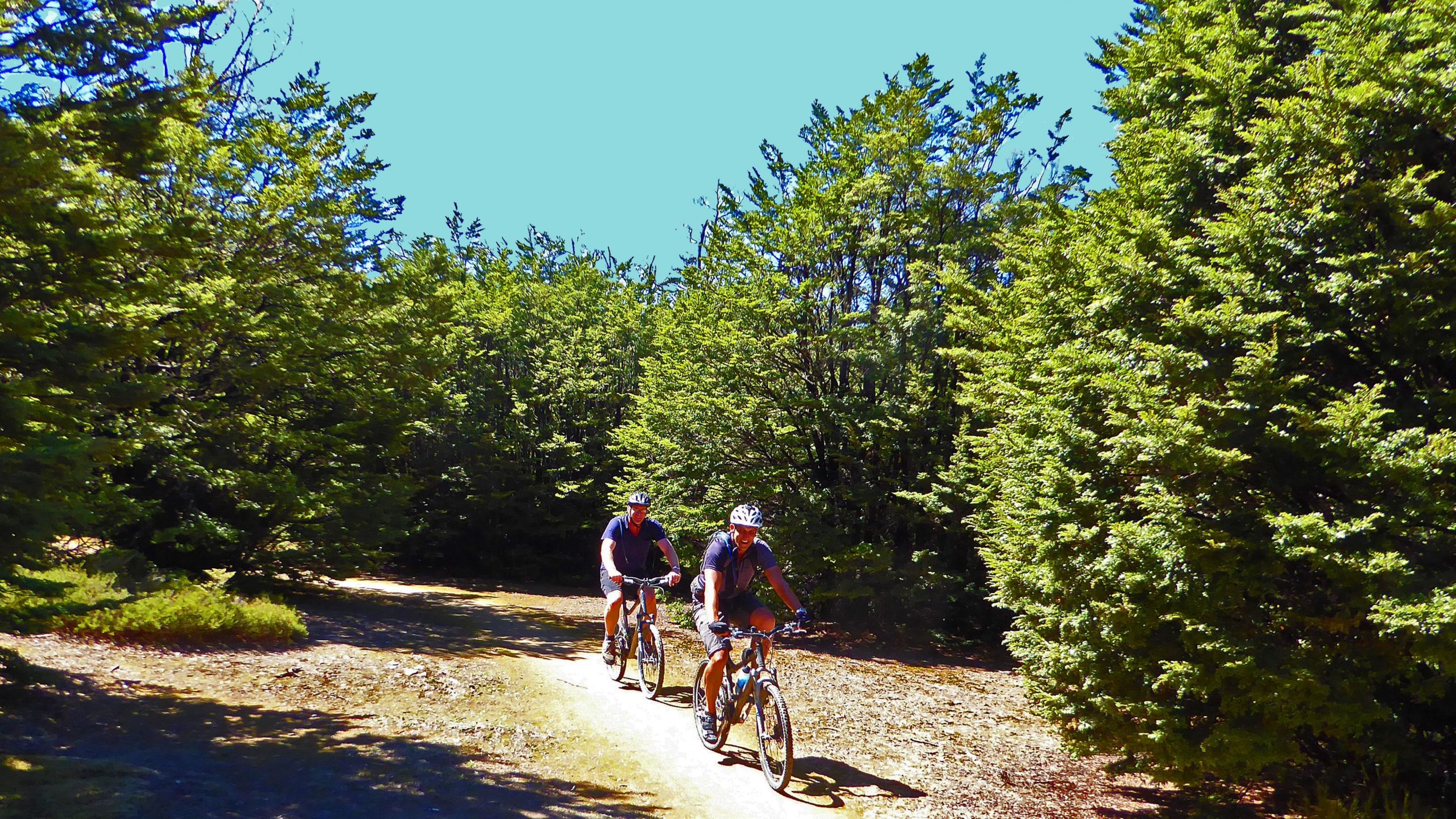 Two mountain bikers ride along a dirt path surrounded by lush green trees under a clear blue sky. The scene captures a moment of outdoor adventure and nature exploration. Craigieburn Forest mountain bike trail.