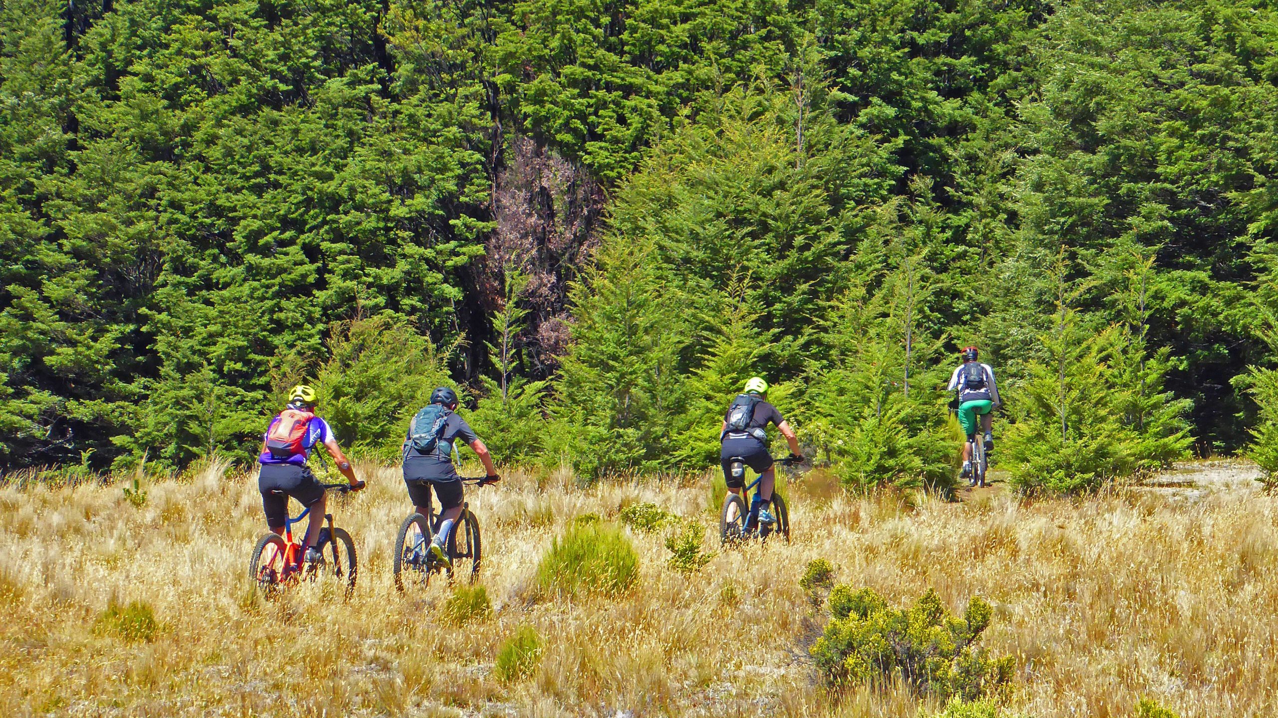 Four mountain bikers riding through a grassy area bordered by dense trees on a sunny day. The bikers are seen from behind, showcasing different colored bikes and riding gear as they navigate the natural landscape. Craigieburn Forest mountain bike trail.