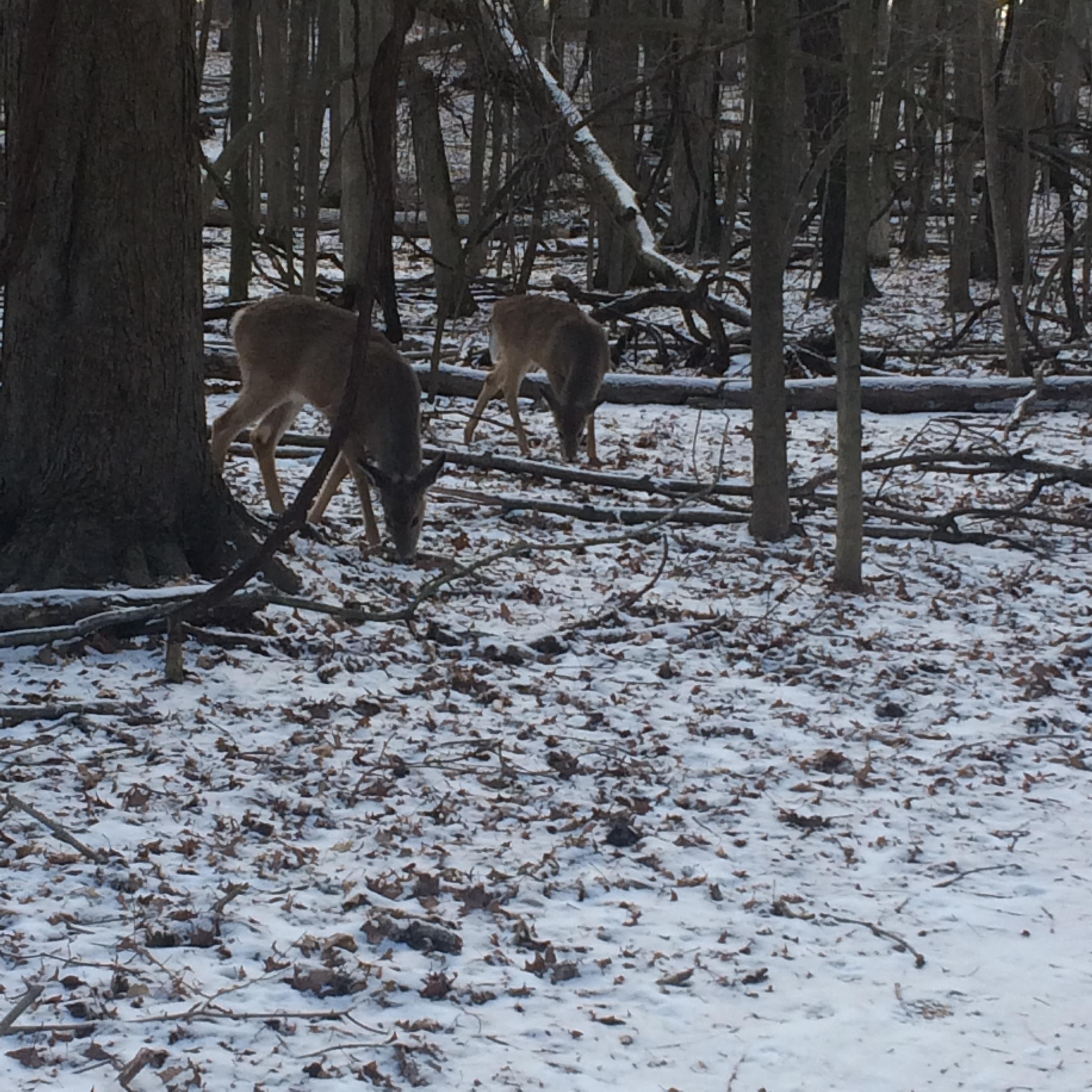 Two deer are grazing on the snowy ground in a wooded area, surrounded by trees and fallen branches. The scene captures a peaceful winter landscape. Anderson Park mountain bike trail.
