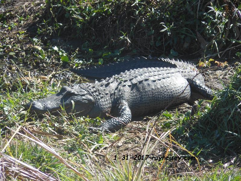 A large alligator resting on the grassy bank of a waterway, partially obscured by vegetation. The animal's textured skin and scaly back are visible, showing its distinctive features. Sunlight illuminates the scene, highlighting the alligator's robust body and surroundings. Live Long and Prosper mountain bike trail.