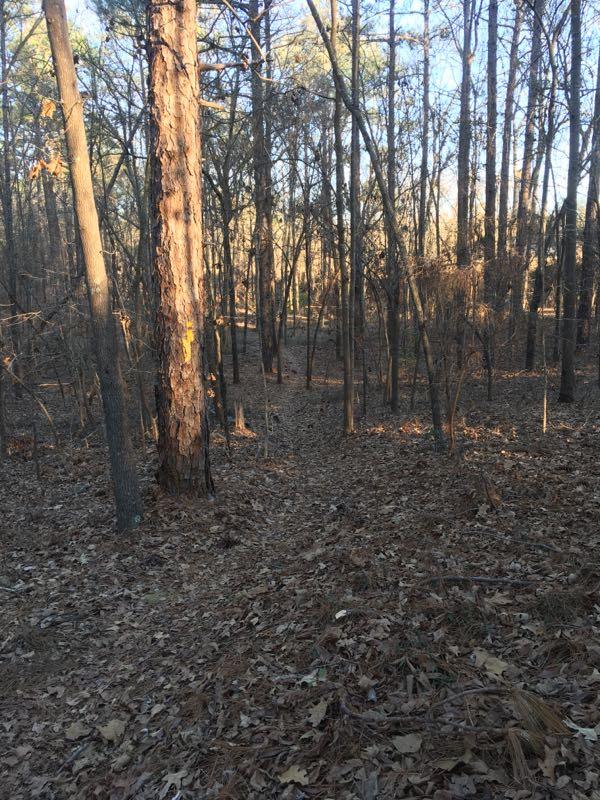 A wooded area with tall trees and a forest floor covered in fallen leaves, illuminated by soft sunlight. The scene features a path winding through the trees, with a mix of bare branches and evergreens in the background. Palmetto Trail (Gate 5) mountain bike trail.