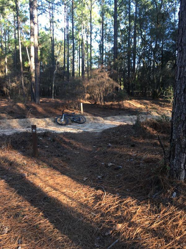 A mountain bike rests on a sandy dirt path surrounded by tall pine trees. The path splits into two directions, and the ground is covered with pine needles and scattered leaves. Sunlight filters through the trees, creating a serene forest setting. Palmetto Trail (Gate 5) mountain bike trail.