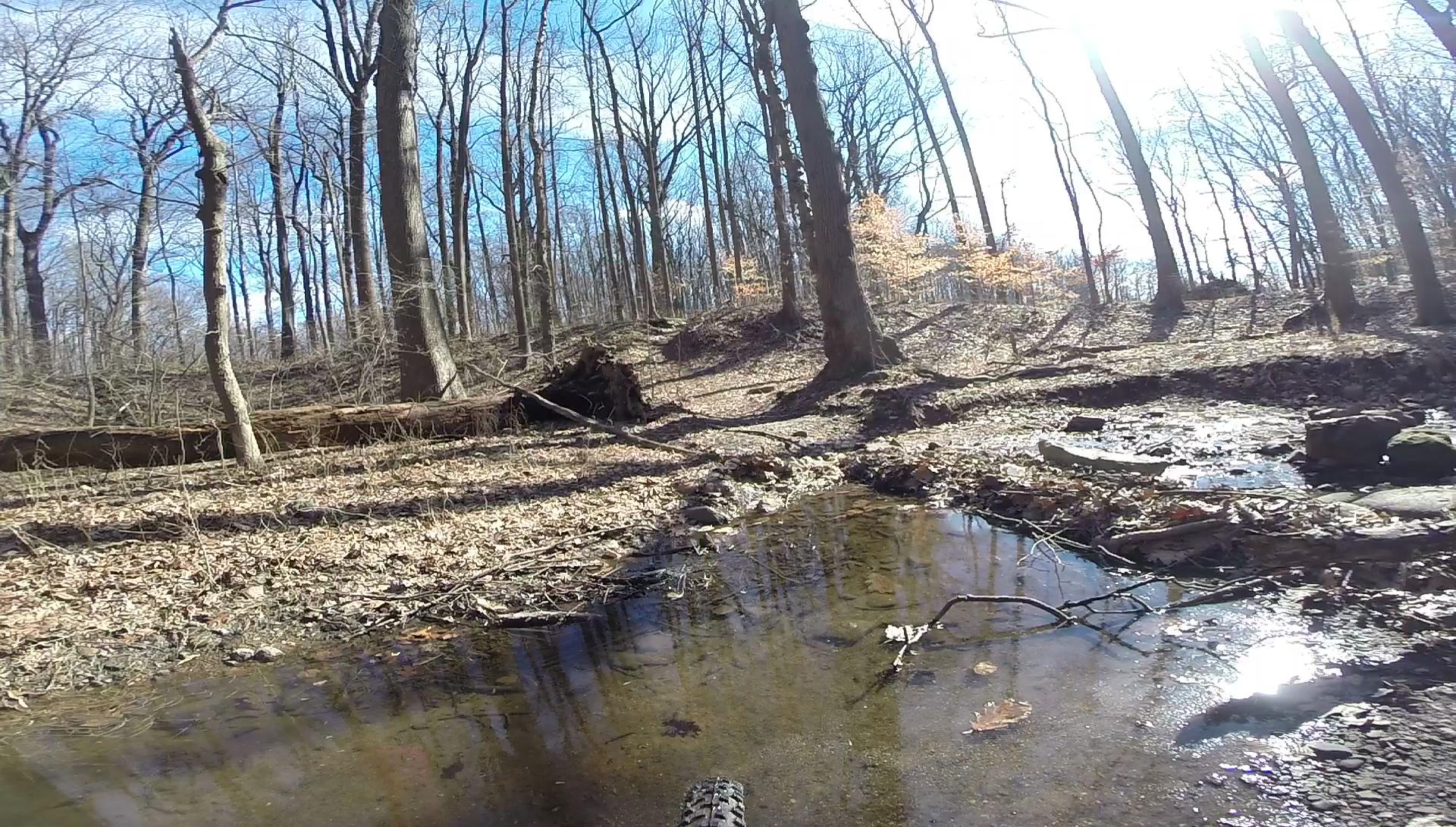 A tranquil forest scene featuring bare trees and a small, reflective puddle on a leaf-covered ground. Sunlight filters through the branches, creating a serene atmosphere in a natural setting during early spring or late winter. Wolfes Pond park mountain bike trail.