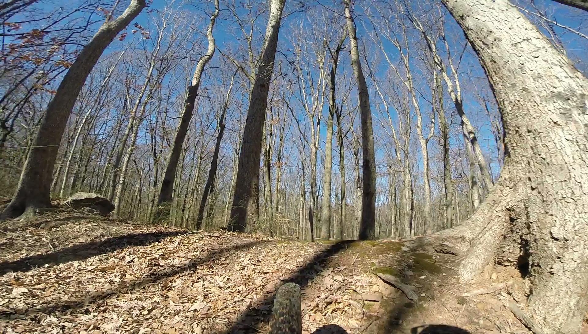 A view of a wooded trail with tall, bare trees and a clear blue sky. The ground is covered in dry leaves and moss, and there is a rock visible on the left side of the frame. The perspective suggests the viewpoint of a person biking or walking along the trail. Wolfes Pond park mountain bike trail.