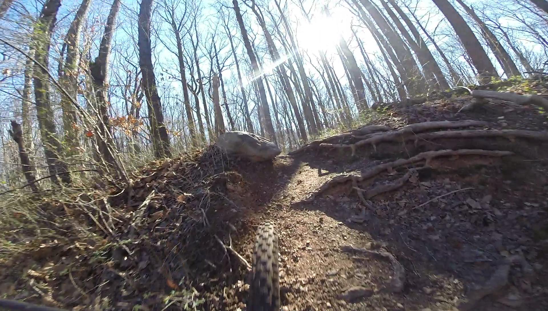 A close-up view of a mountain bike tire rolling over a rocky and root-strewn trail in a wooded area, with tall trees and clear blue skies in the background, illuminated by bright sunlight. Wolfes Pond park mountain bike trail.