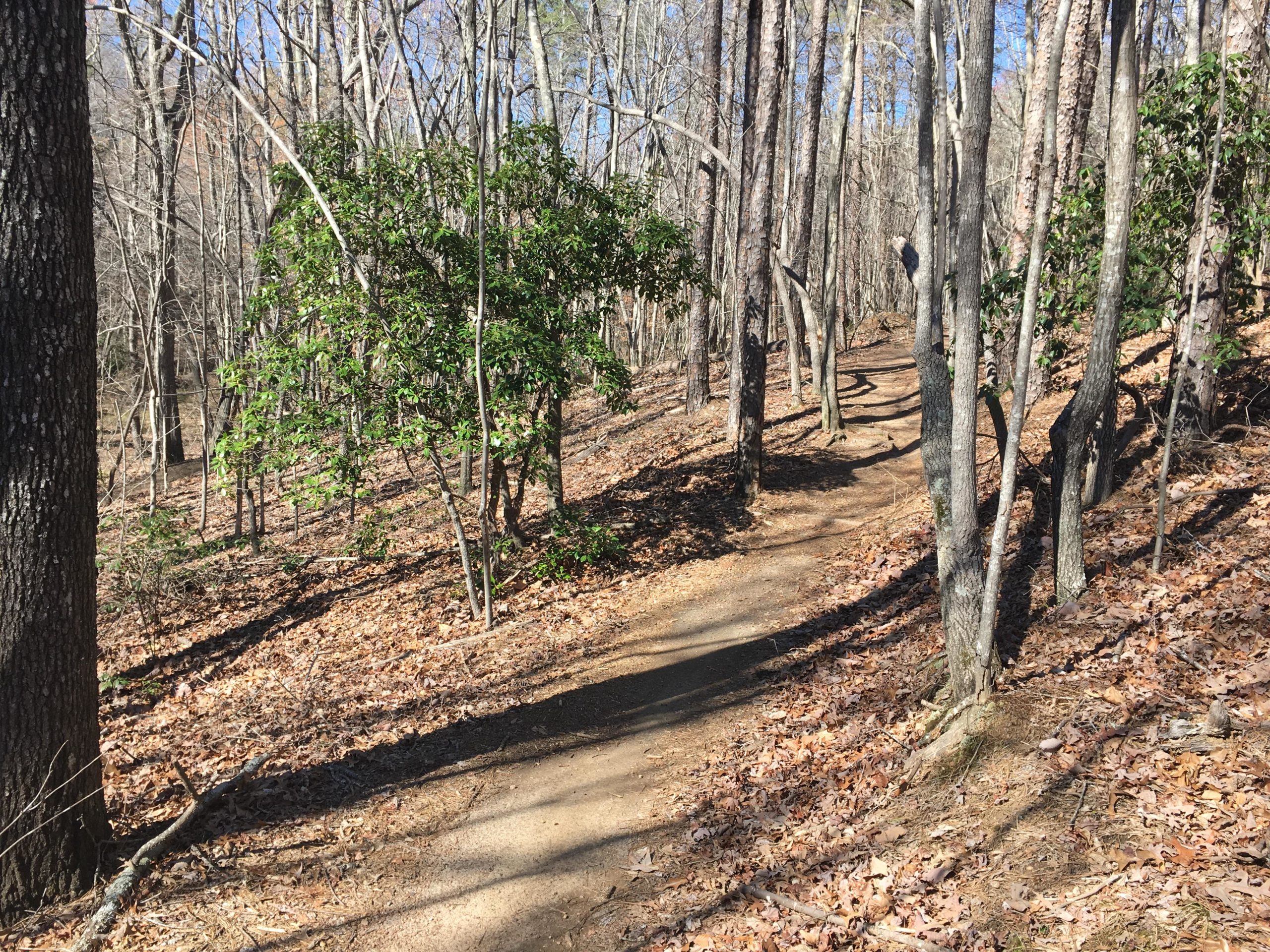 A winding dirt path through a wooded area, surrounded by trees with bare branches and patches of green foliage. The ground is covered with fallen leaves, and the sunlight filters through the trees, creating a serene atmosphere. Chicopee Woods mountain bike trail.