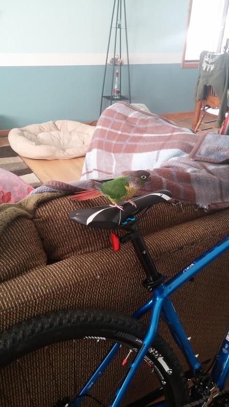Trek Stache: A small green bird perched on the saddle of a blue mountain bike, with a cozy living room setting in the background featuring a comfortable pet bed and a plaid blanket draped over a couch.