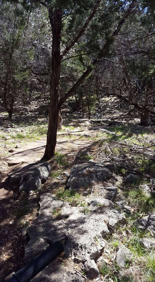 A rocky trail winding through a wooded area with sparse vegetation and a few trees, bathed in sunlight. The trail is lined with stones and patches of grass, providing a natural and serene hiking environment. Goodwater Trail mountain bike trail.