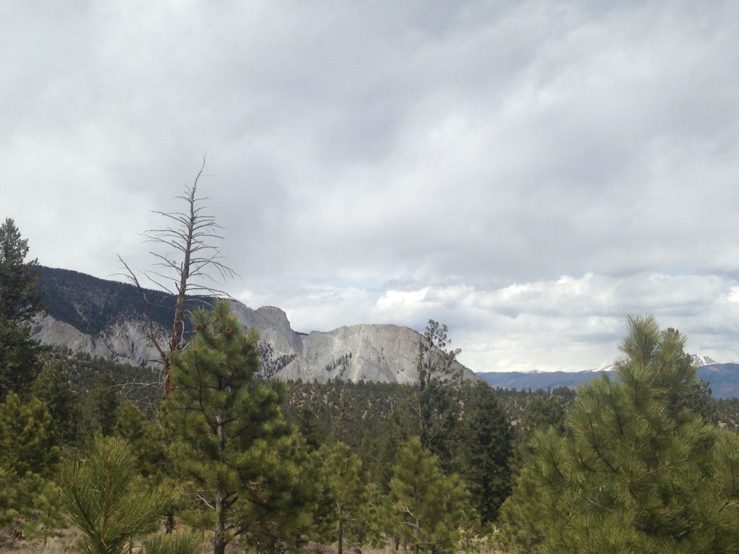 A scenic view of a mountainous landscape with a mix of coniferous trees in the foreground. A solitary, bare tree stands out among the greenery. In the distance, rocky cliffs are visible beneath a cloudy sky, suggesting an overcast day. The mountains are partially obscured by clouds, adding to the natural beauty of the scene. Colorado Trail: Mt. Shavano thd to Chalk Creek thd mountain bike trail.