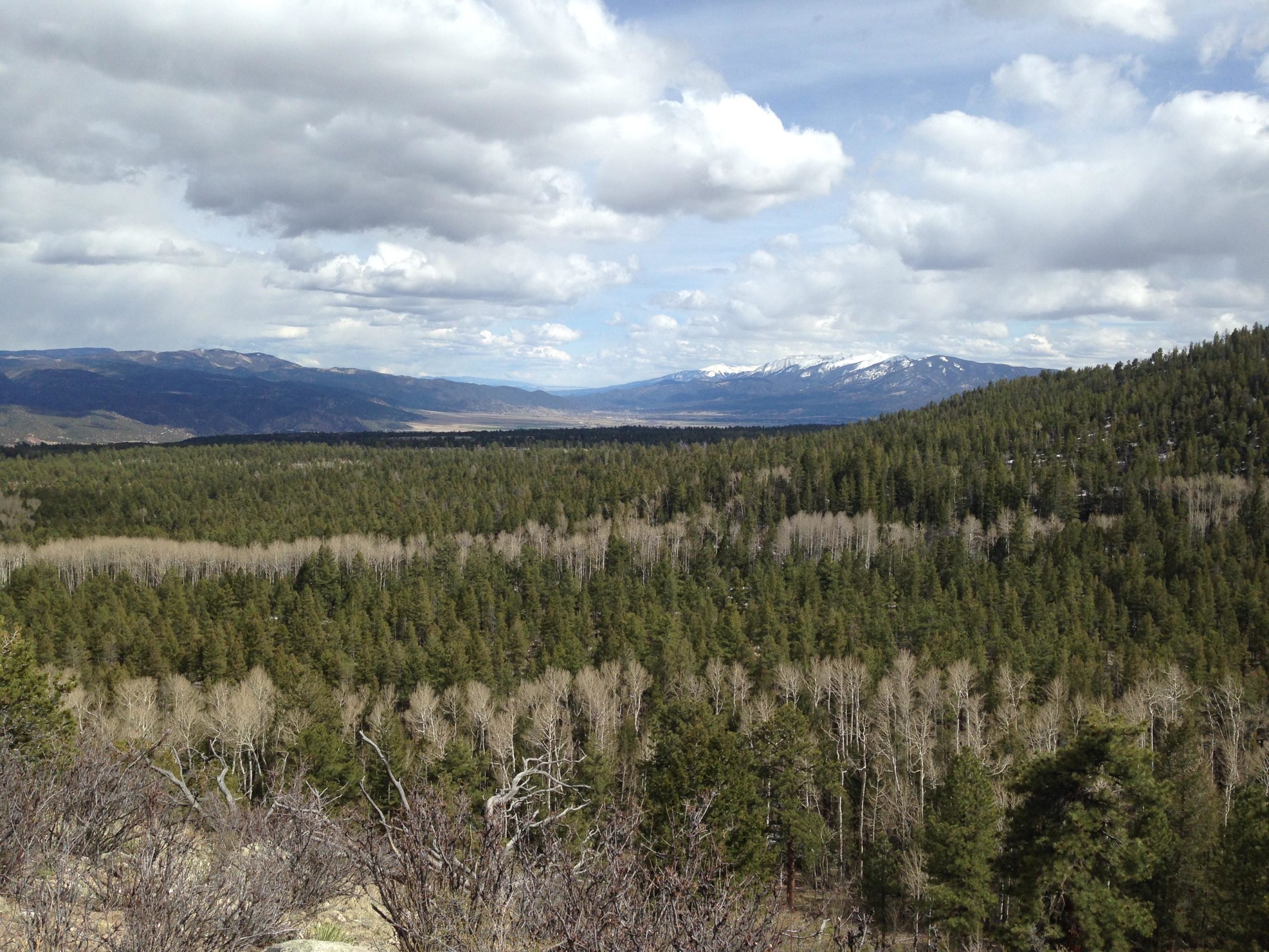 A panoramic view of a lush green forest with a mix of evergreen and deciduous trees, extending towards distant mountains under a partly cloudy sky. Snow-capped peaks are visible in the background, providing a scenic contrast to the foreground greenery. Browns Creek Trail mountain bike trail.