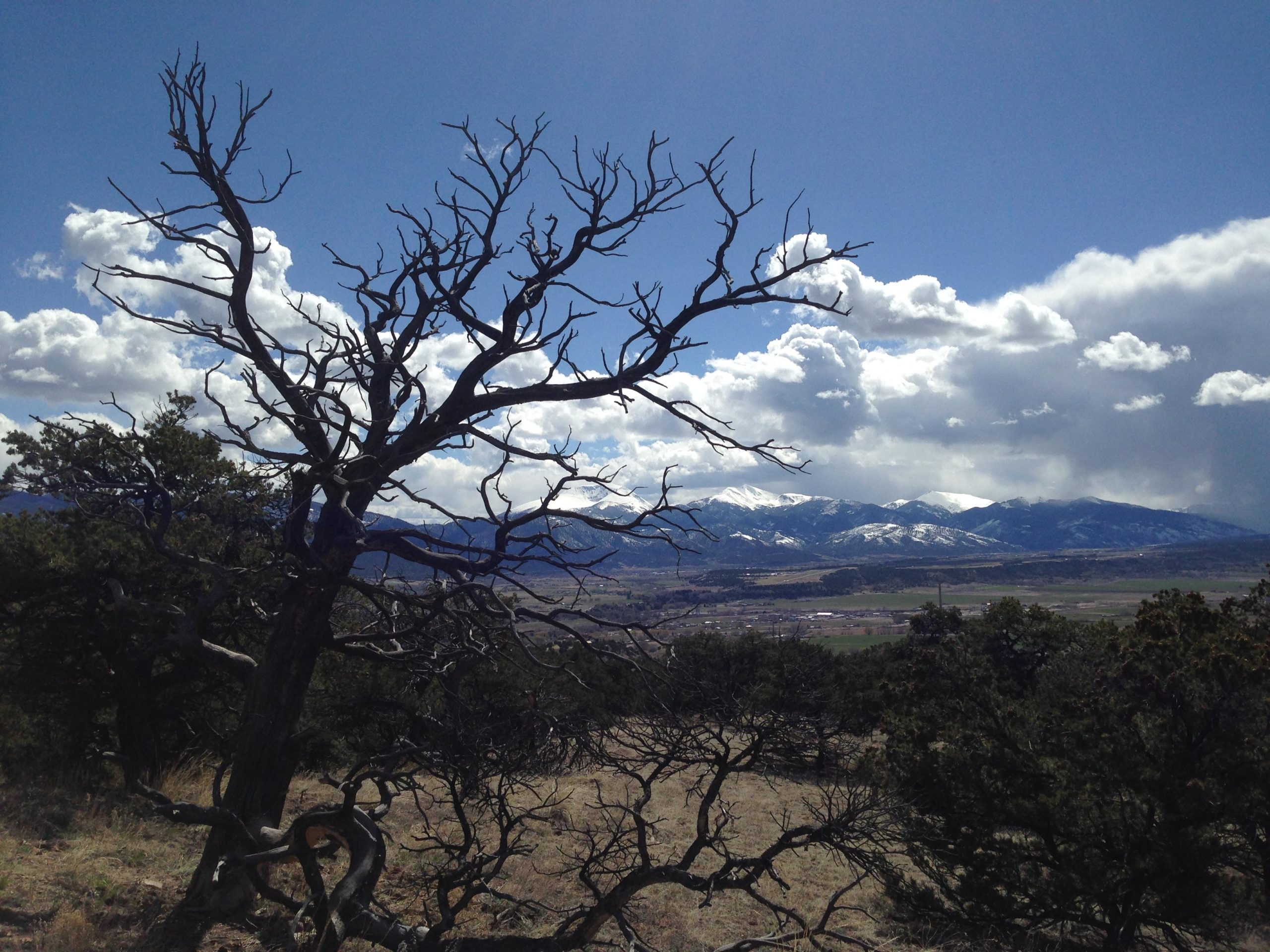 A barren tree with twisted branches stands on a hillside, overlooking a valley and snow-capped mountains in the distance under a partly cloudy sky. North Backbone mountain bike trail.