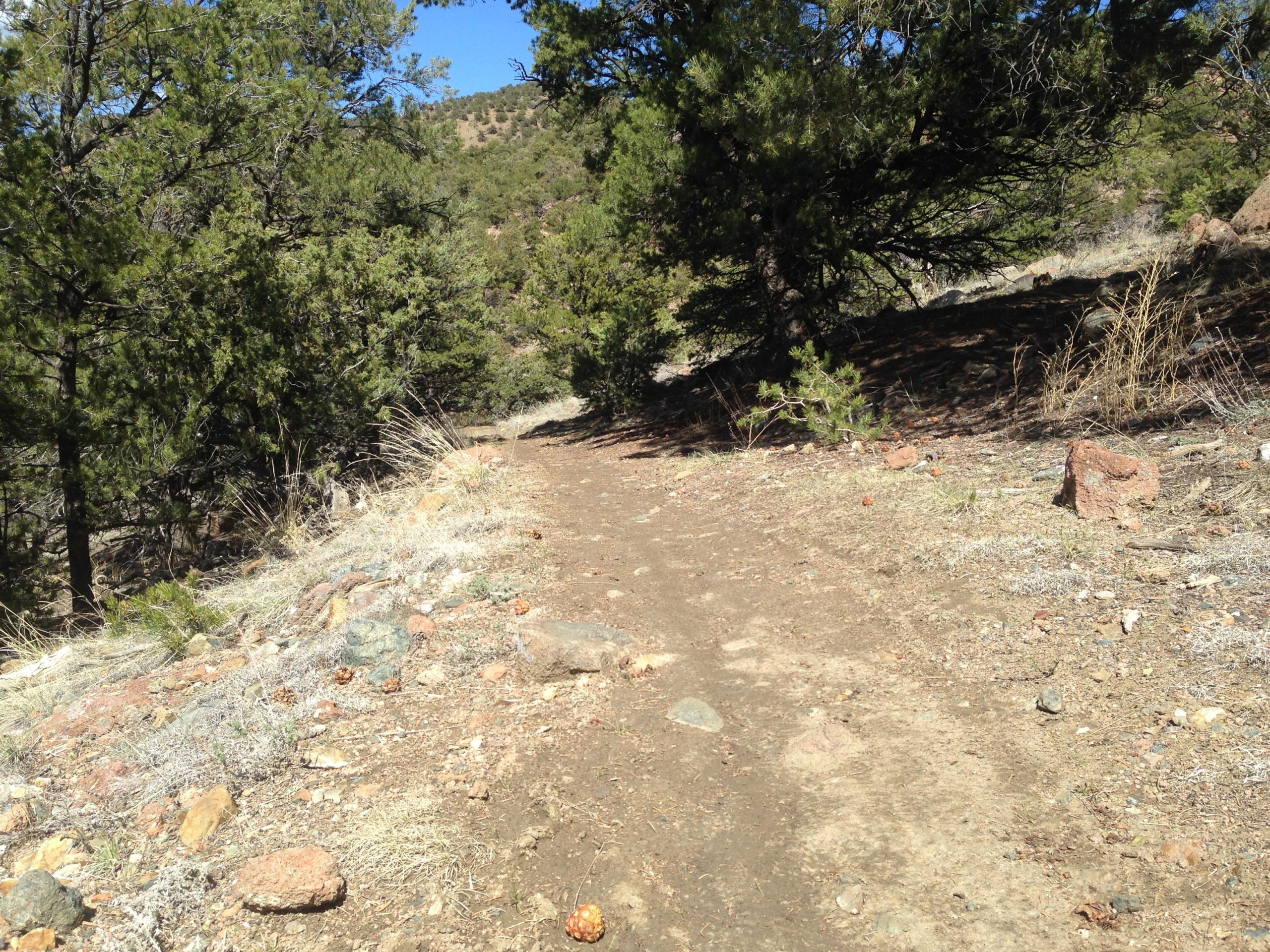 A narrow dirt trail winding through a forested area, lined with trees and scattered rocks. The path is relatively dry with patches of grass and sunlight filtering through the leaves, suggesting a bright, clear day. North Backbone mountain bike trail.