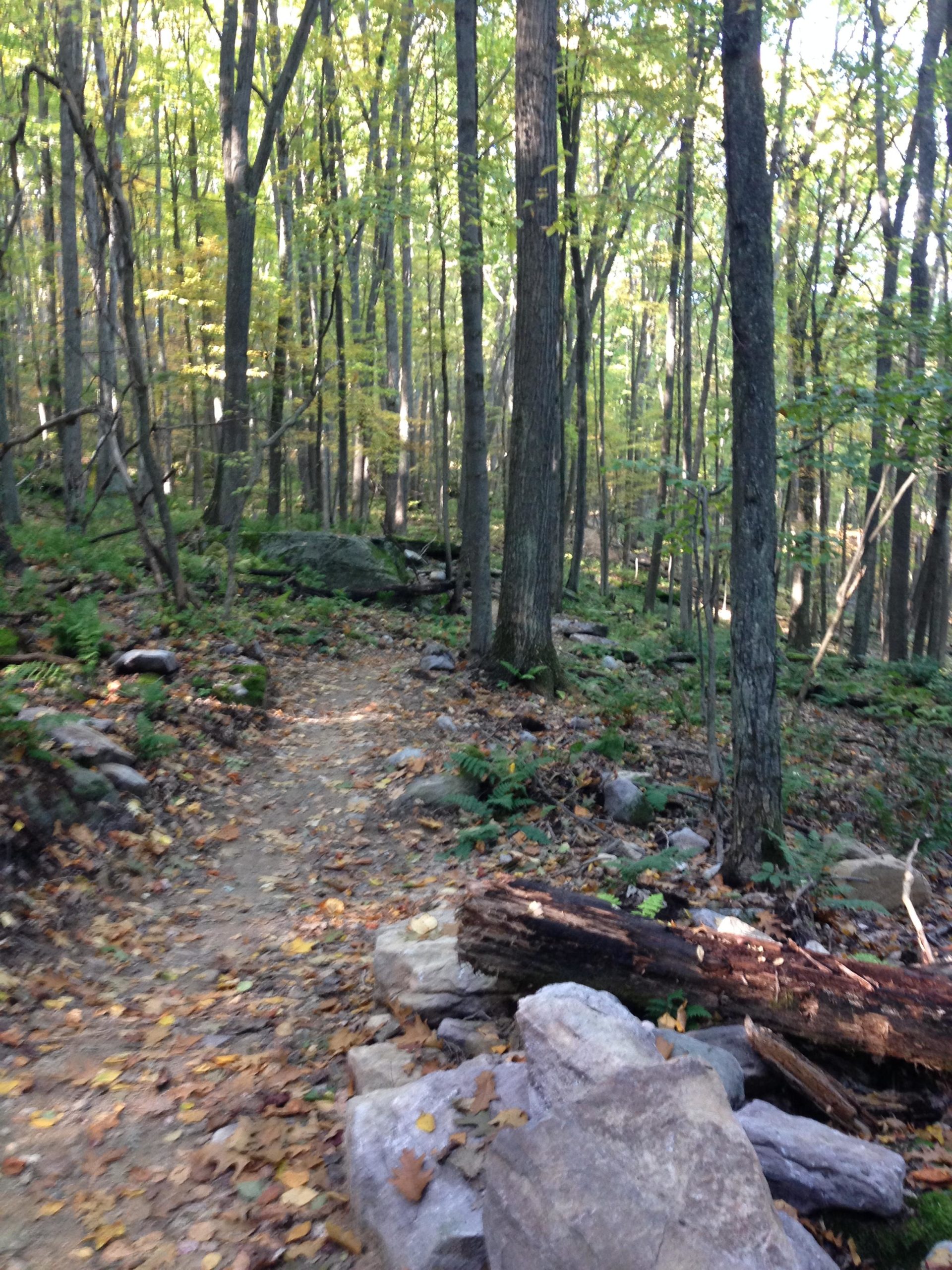 A winding dirt path through a forest, bordered by tall trees and scattered rocks. The ground is covered with fallen leaves, and patches of greenery can be seen among the foliage. Sunlight filters through the leaves, creating a serene, natural atmosphere. The Trails at Jakes Rocks mountain bike trail.